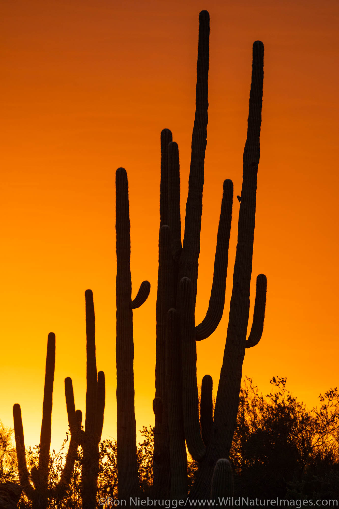 Tortolita Mountains sunset, Marana, near Tucson, Arizona.