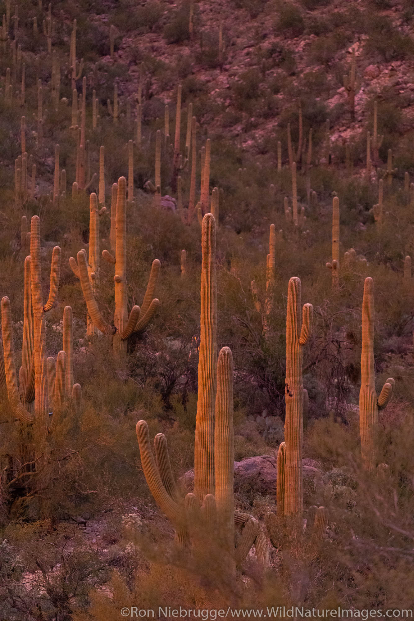 Tortolita Mountains, Marana, near Tucson, Arizona.