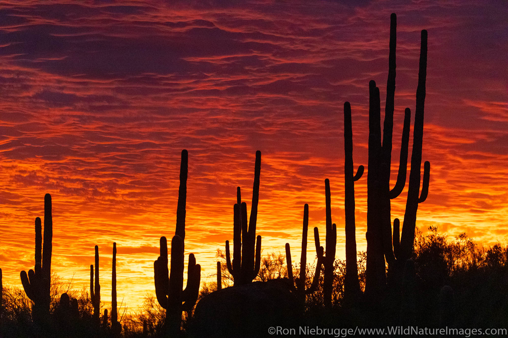 Sunset in the Tortolita Mountains, Marana, near Tucson, Arizona.