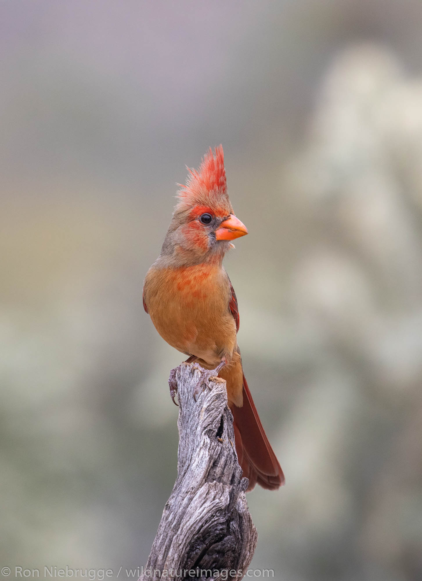Northern Cardinal, Tortolita Mountains, Marana, near Tucson, Arizona.