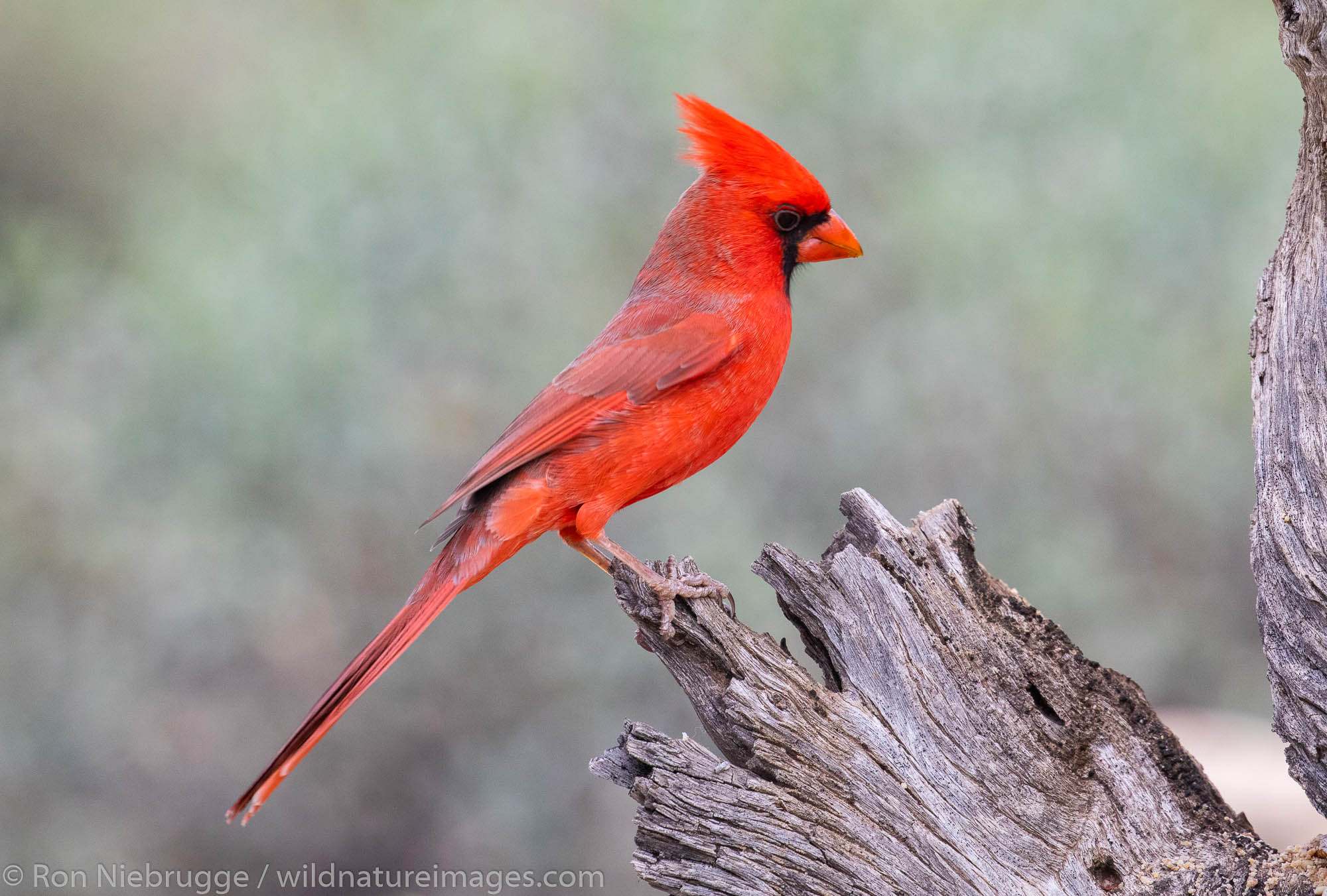 Northern Cardinal, Tortolita Mountains, Marana, near Tucson, Arizona.