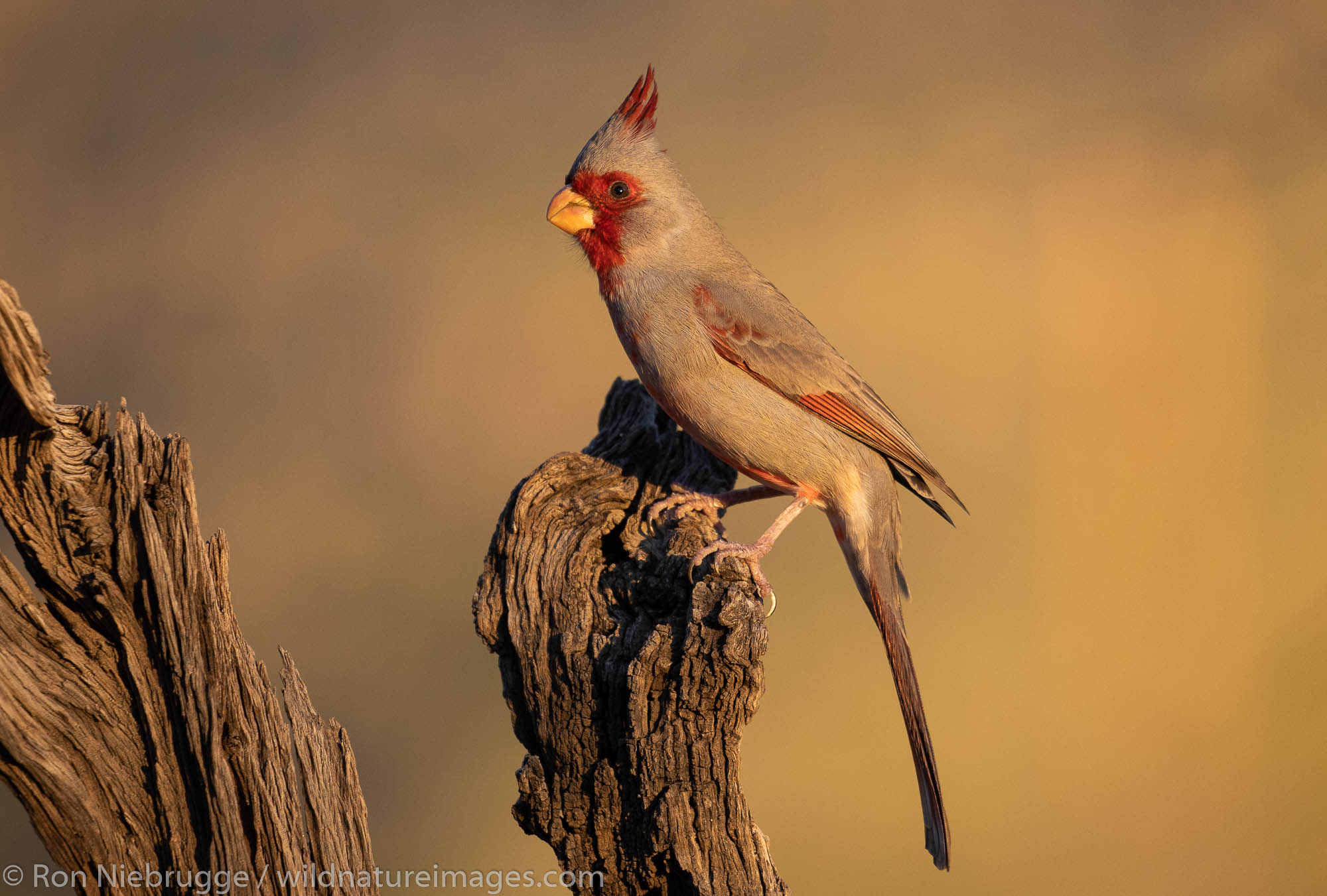 Pyrrhuloxia, Tortolita Mountains, Marana, near Tucson, Arizona.