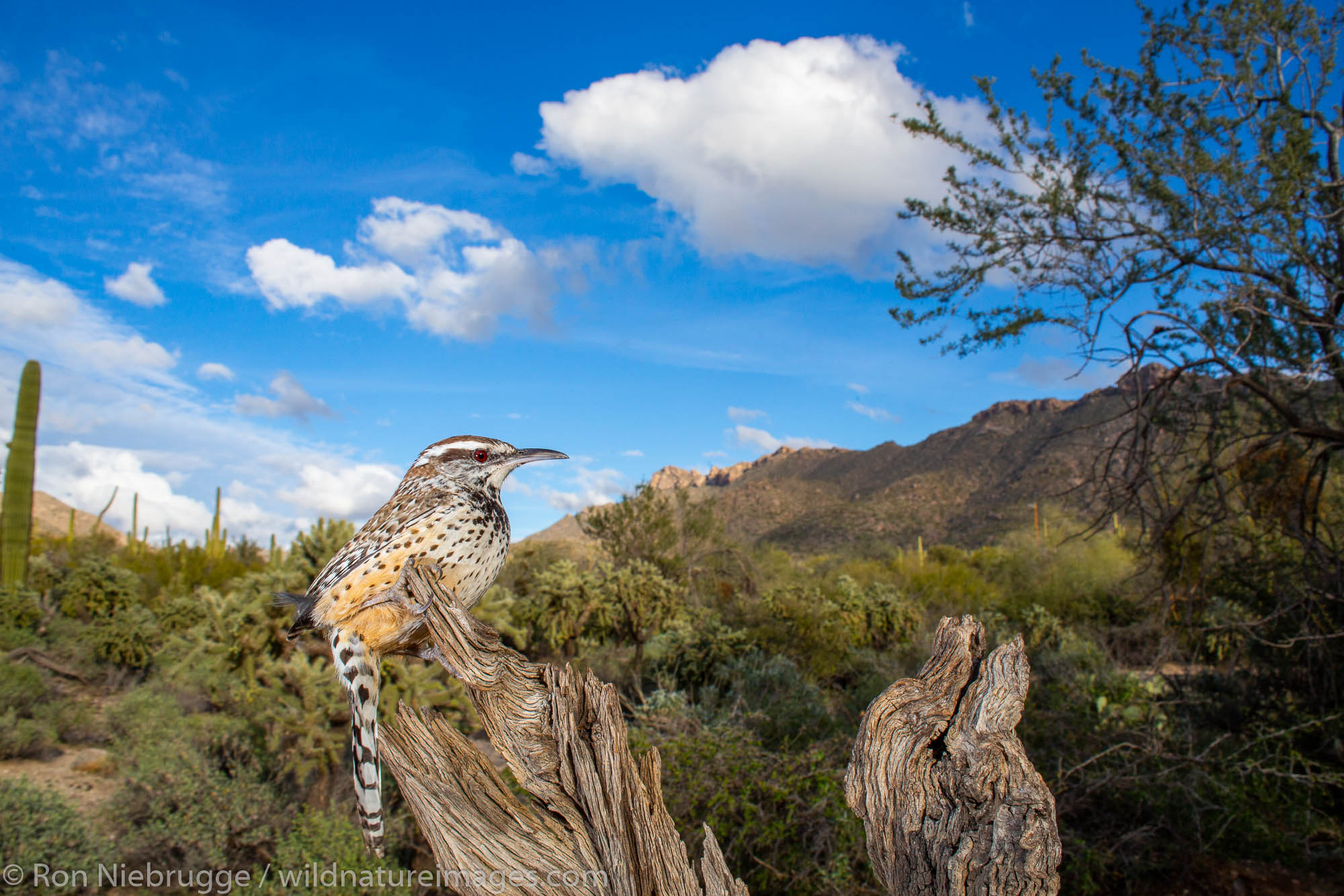 Cactus Wren, Tortolita Mountains, Marana, near Tucson, Arizona.