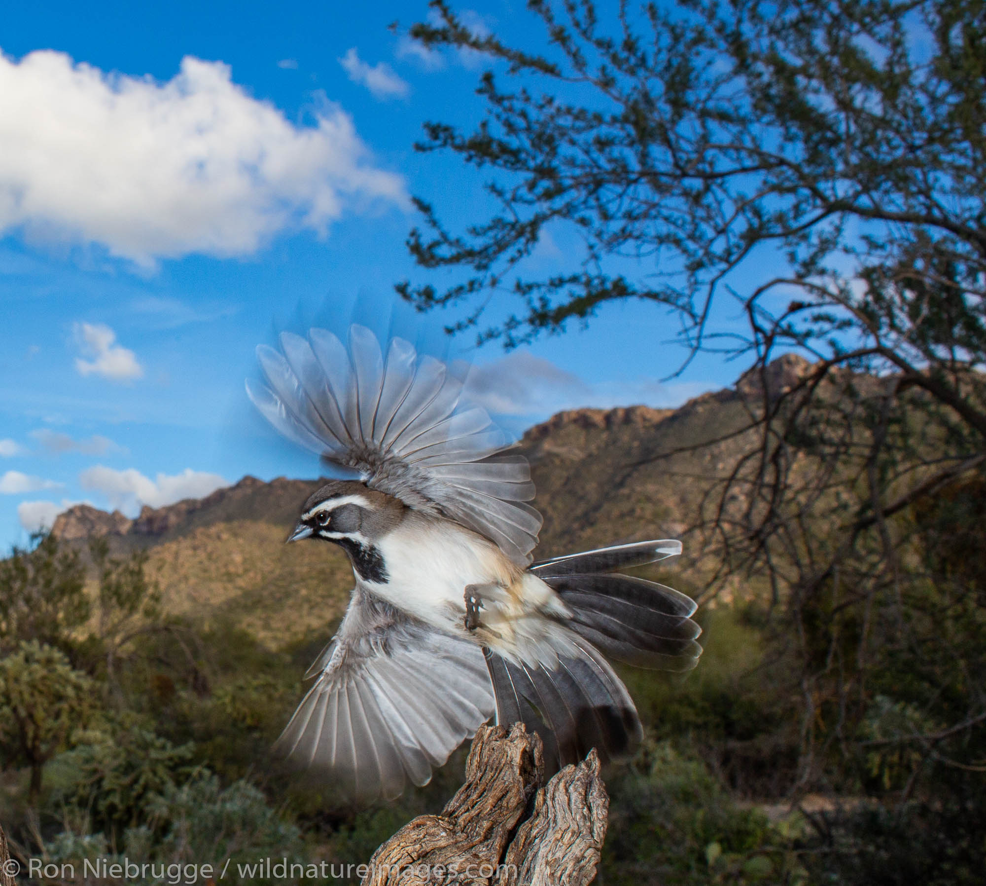 Black-throated Sparrow, Tortolita Mountains, Marana, near Tucson, Arizona.