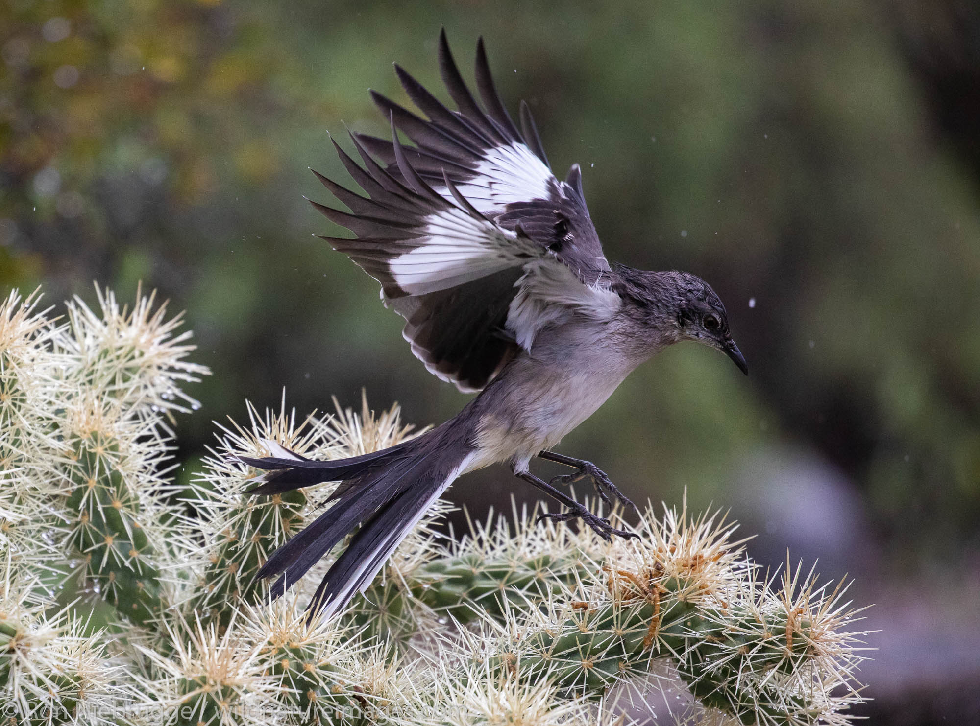 Northern Mockingbird, Tortolita Mountains, Marana, near Tucson, Arizona.