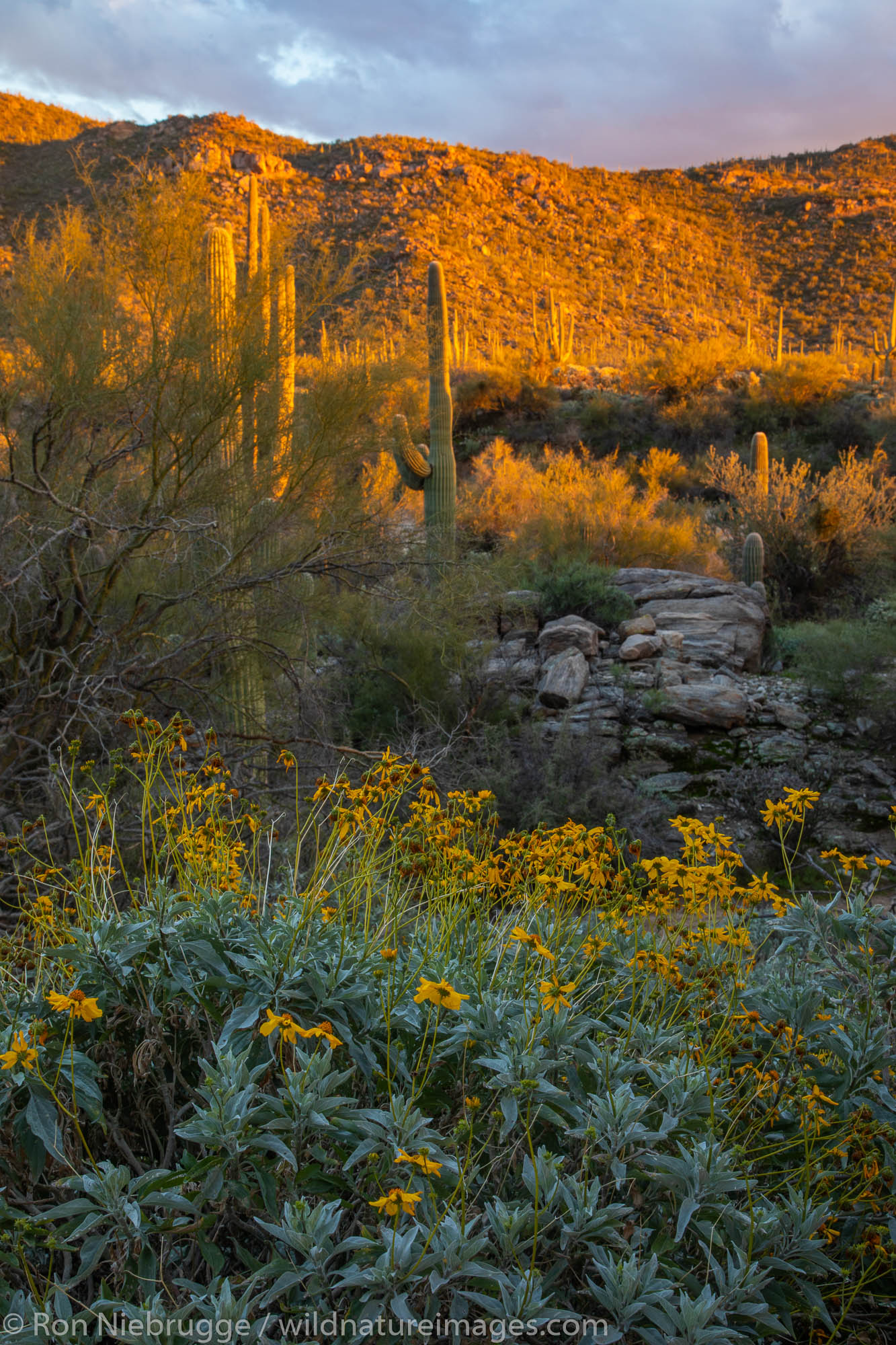 Flowering Sonoran desert, Tortolita Mountains, Marana, near Tucson, Arizona.