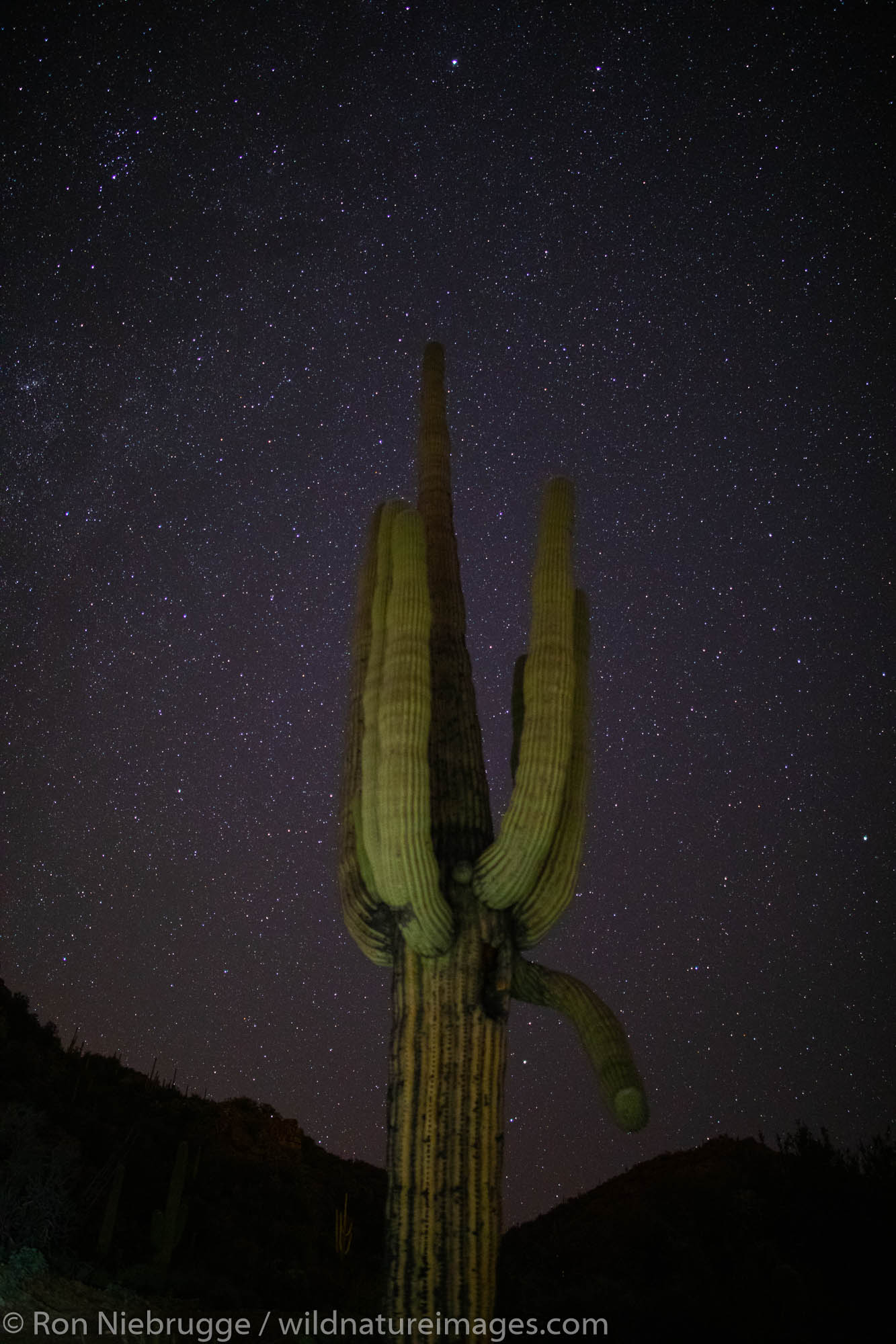 Saguaro at night, Tortolita Mountains, Marana, near Tucson, Arizona.
