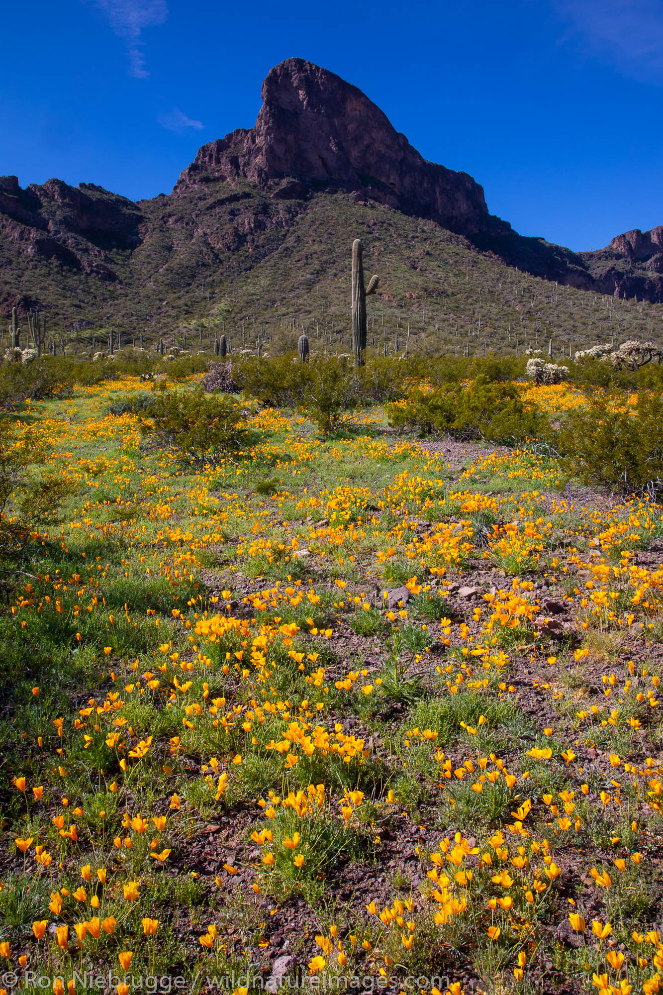 Poppies at Picacho Peak State Park, near Tucson, Arizona.