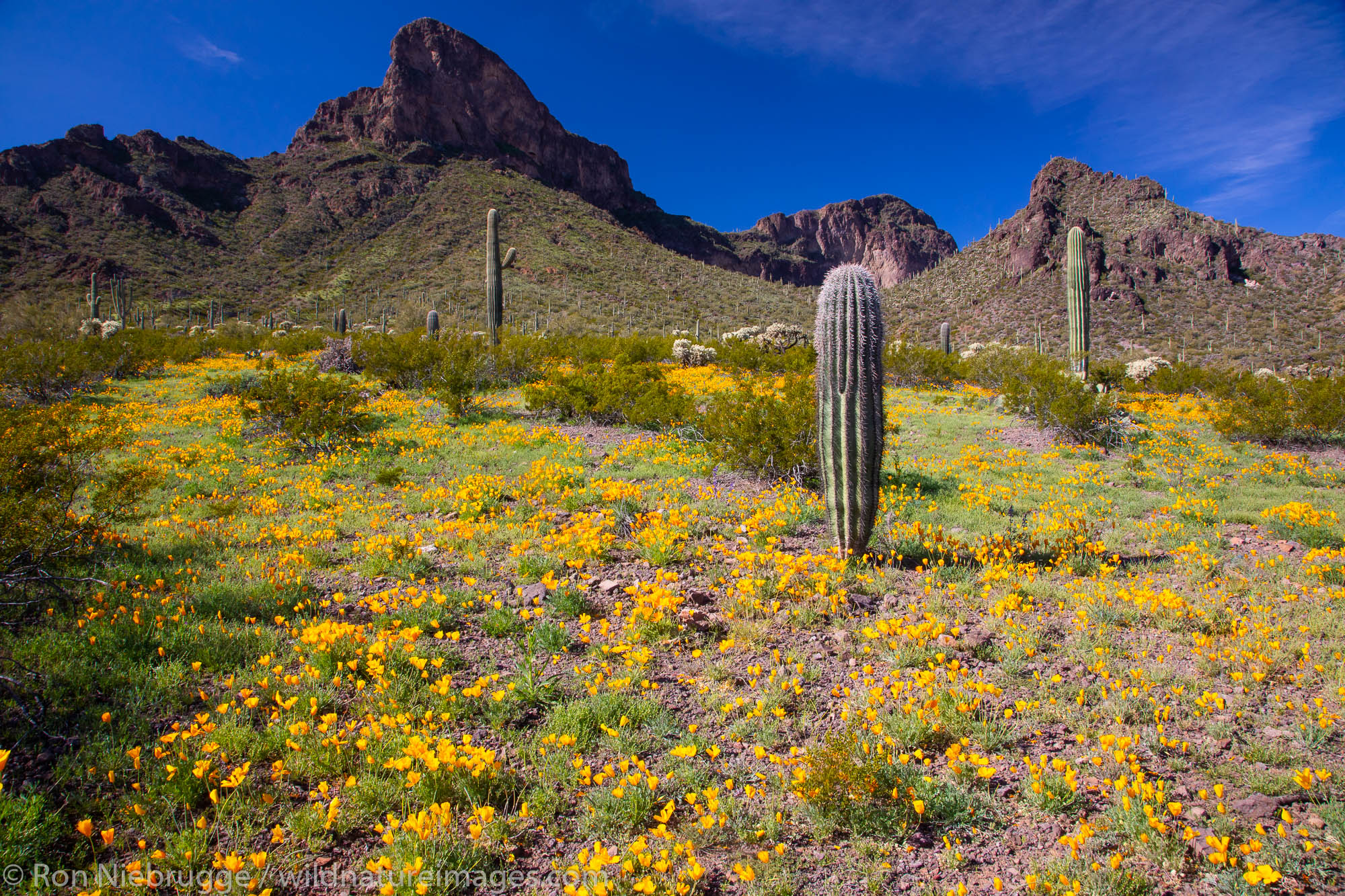 Poppies at Picacho Peak State Park, near Tucson, Arizona.