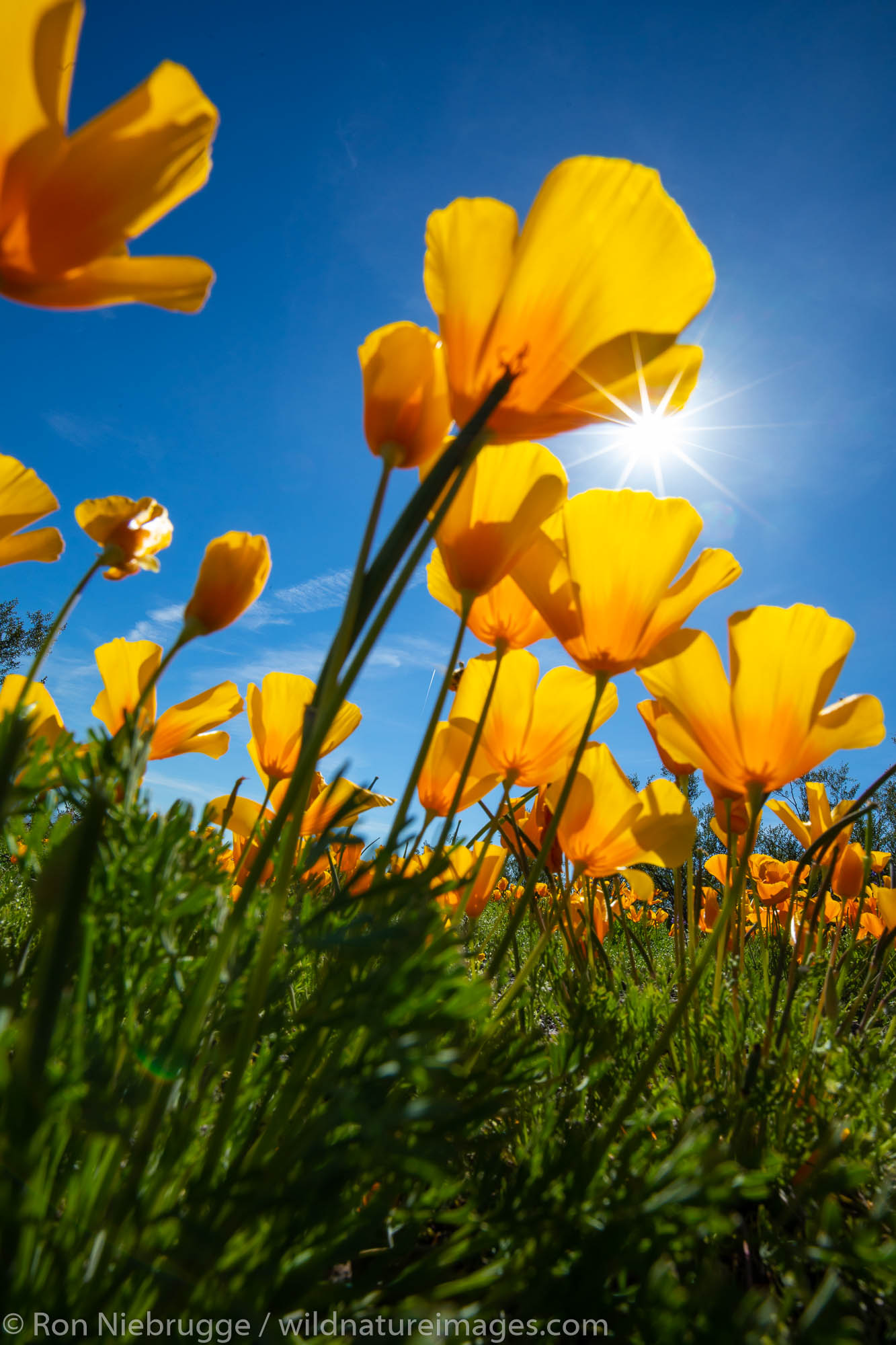 Poppies at Picacho Peak State Park, near Tucson, Arizona.