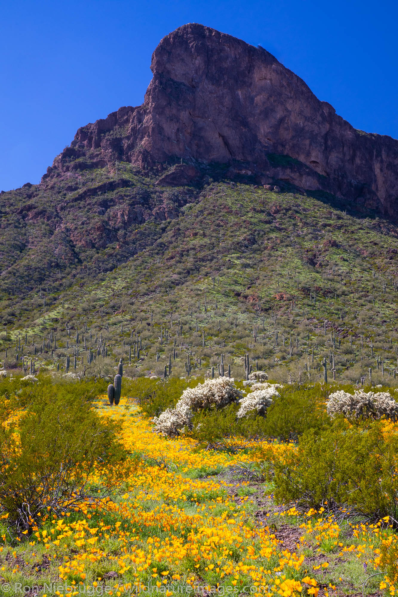 Poppies at Picacho Peak State Park, near Tucson, Arizona.