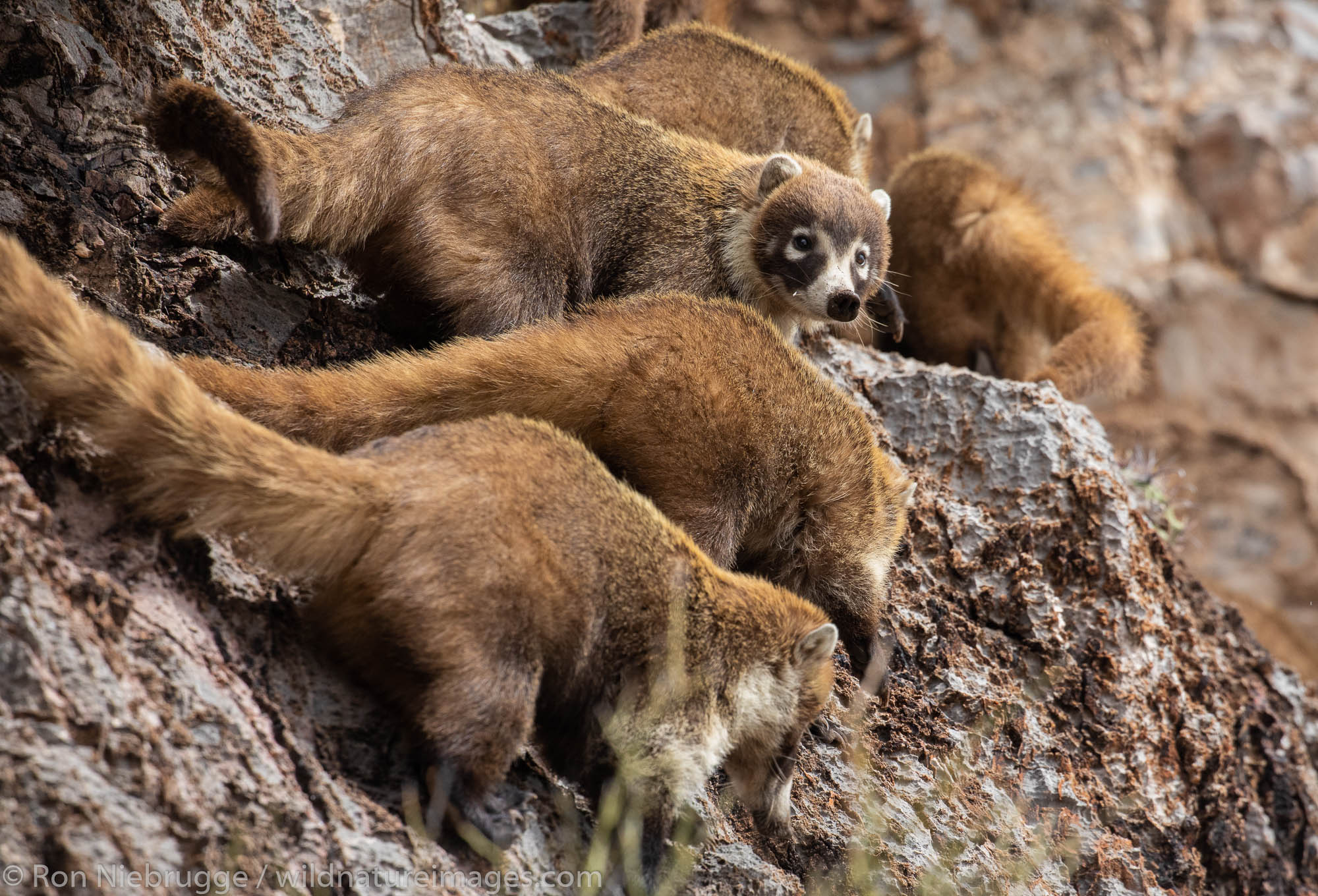 Coatimundi, Colossal Cave Mountain Park, Tucson, Arizona.