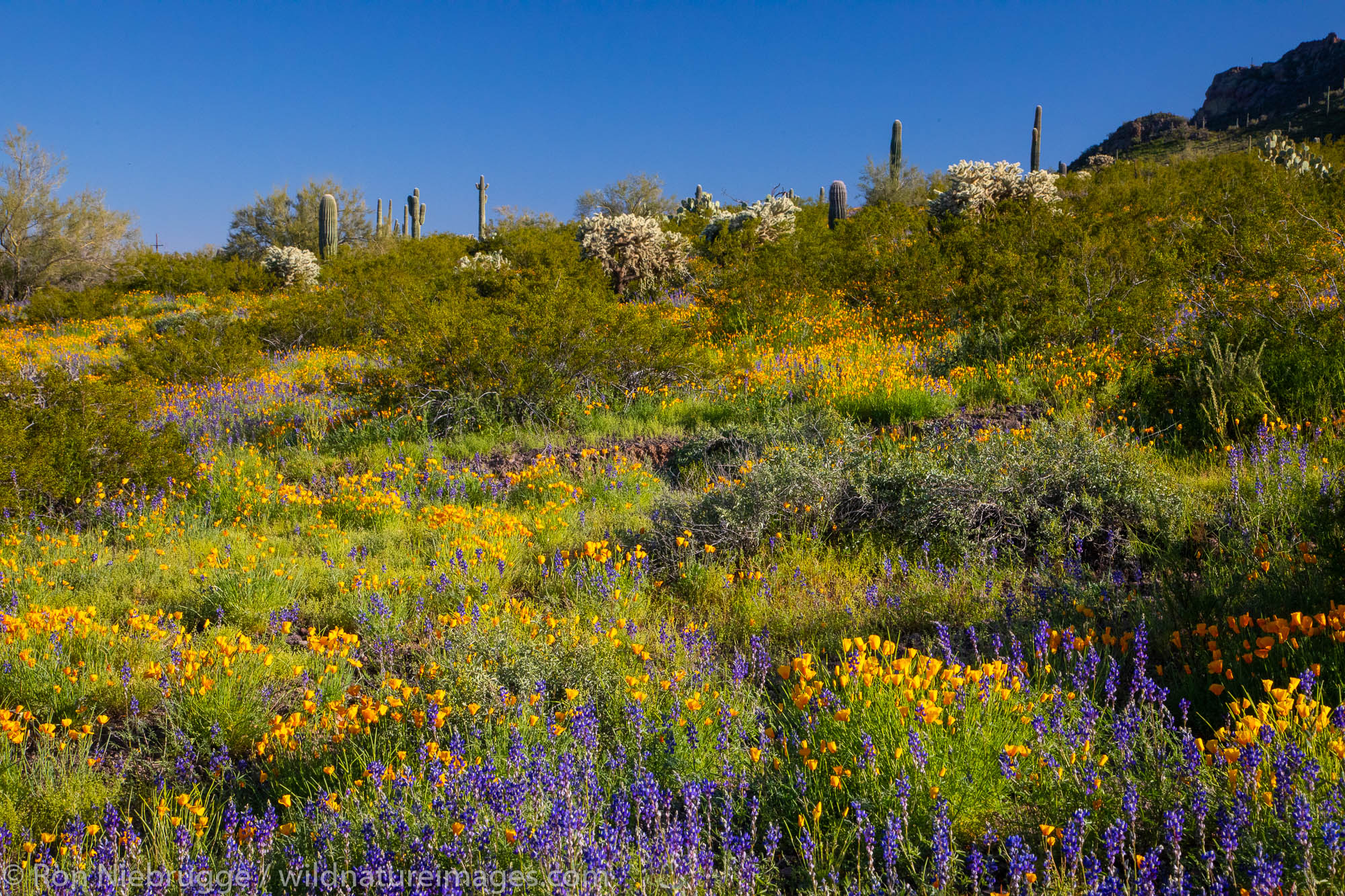 Wildflowers at Picacho Peak State Park, near Tucson, Arizona.