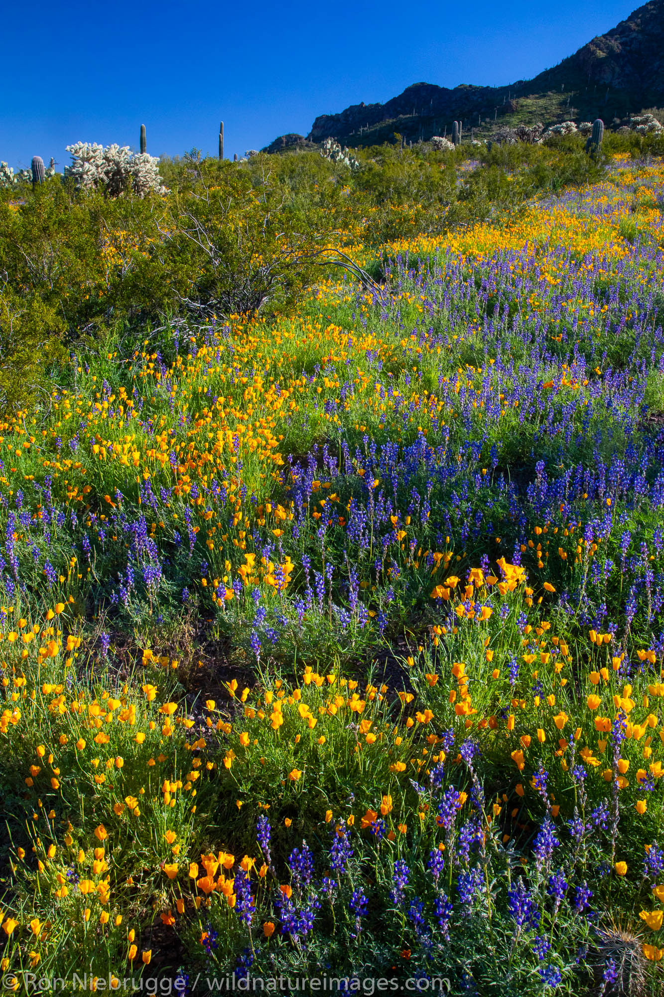 Wildflowers at Picacho Peak State Park, near Tucson, Arizona.