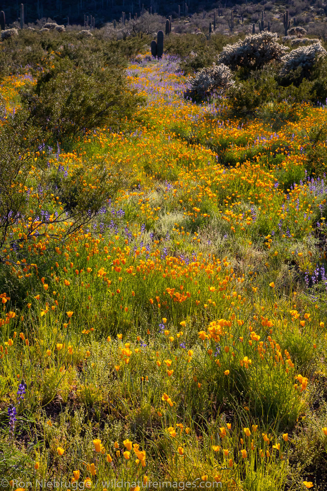 Wildflowers at Picacho Peak State Park, near Tucson, Arizona.