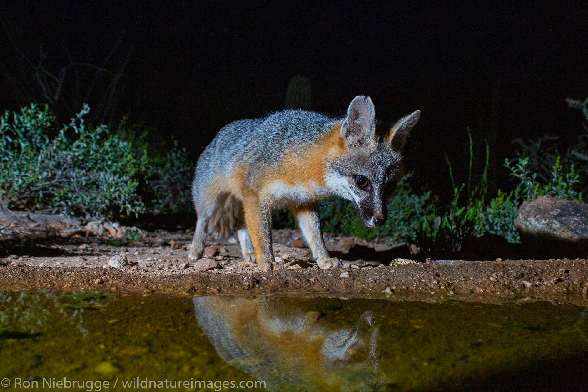 Gray Fox, Tortolita Mountains, Marana, near Tucson, Arizona.