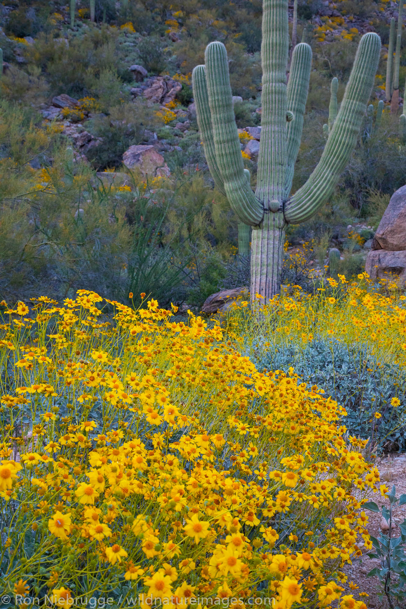 Spring in the Tortolita Mountains, Marana, near Tucson, Arizona.