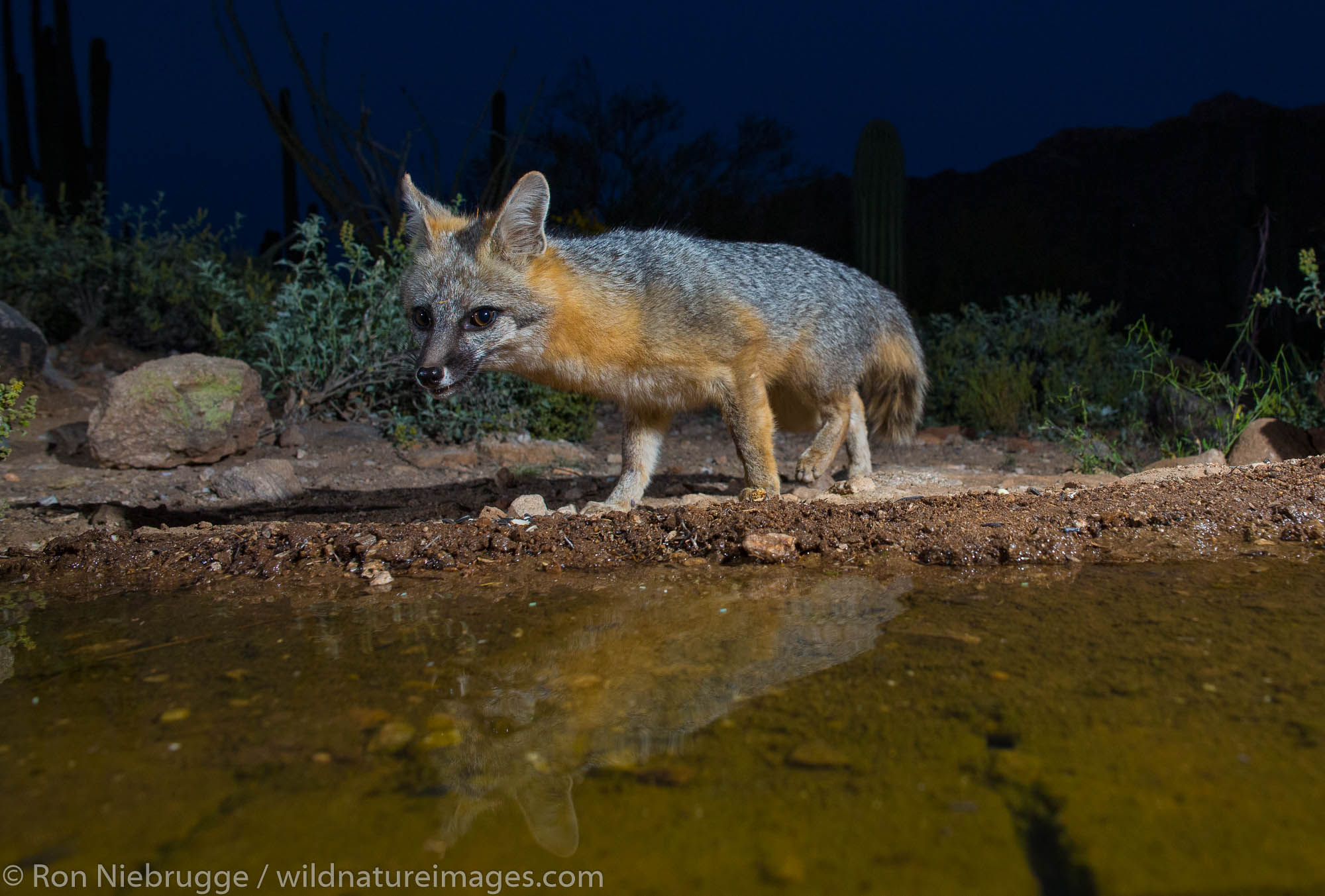 Gray Fox, Tortolita Mountains, Marana, near Tucson, Arizona.
