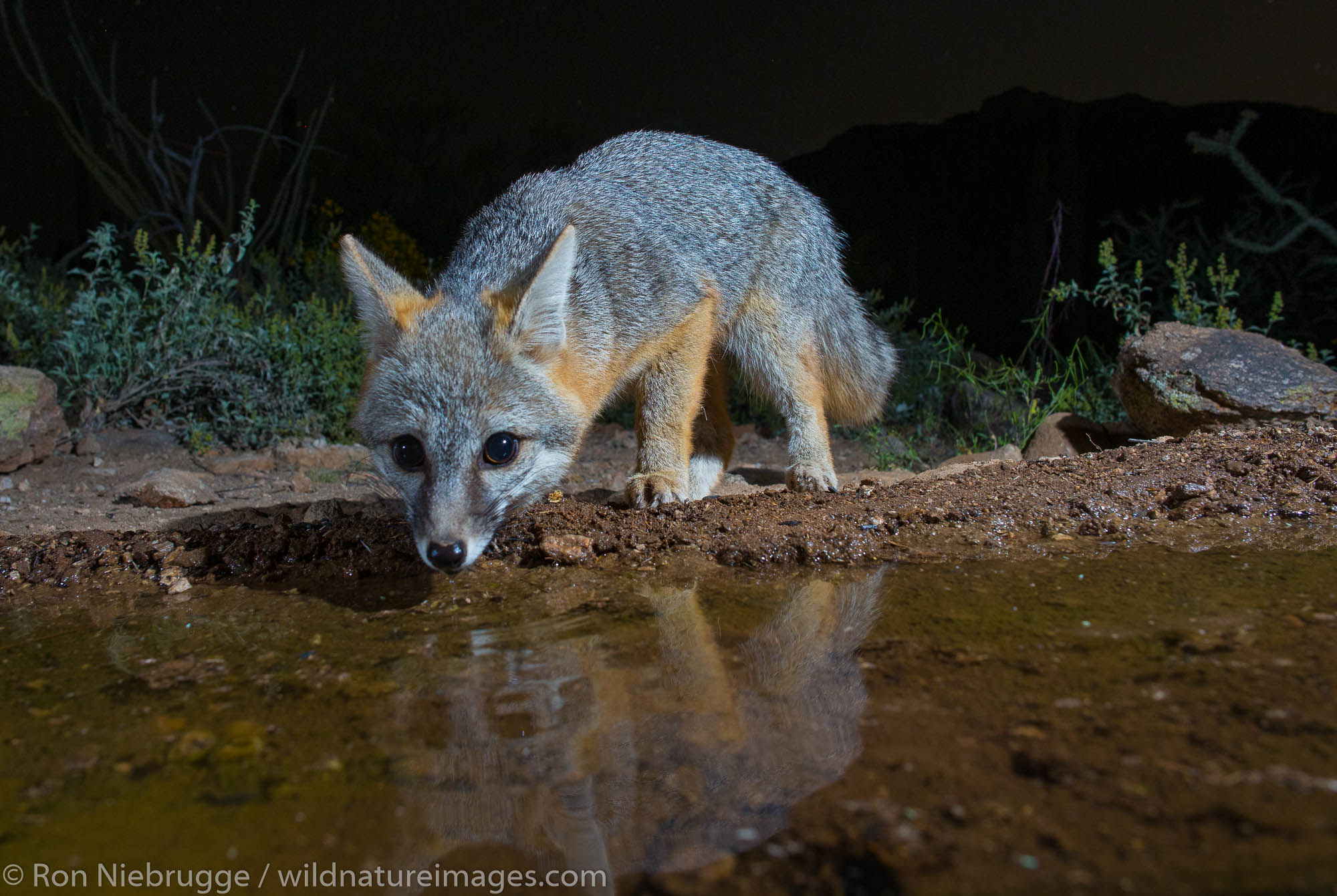 Gray Fox, Tortolita Mountains, Marana, near Tucson, Arizona.