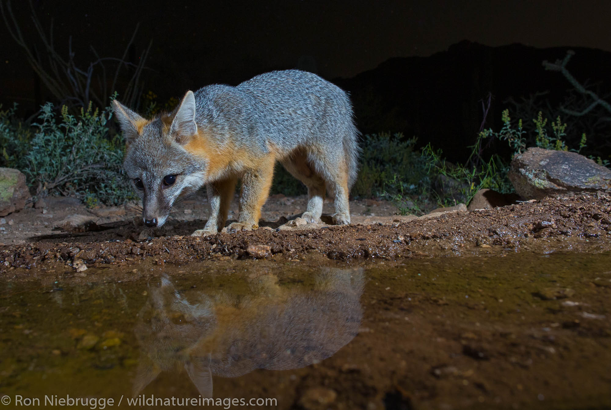 Gray Fox, Tortolita Mountains, Marana, near Tucson, Arizona.