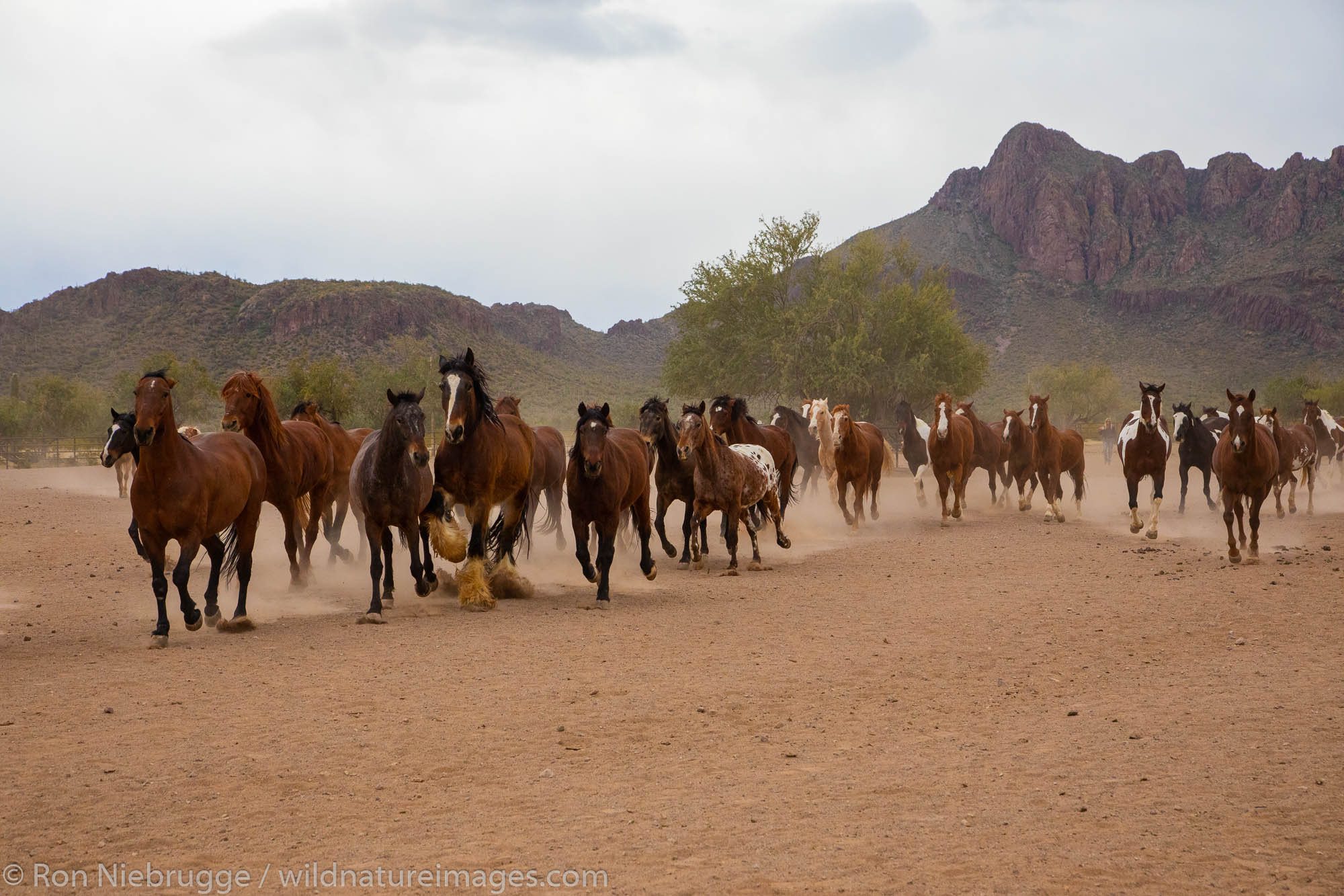 White Stallion Ranch, Tucson, Arizona.