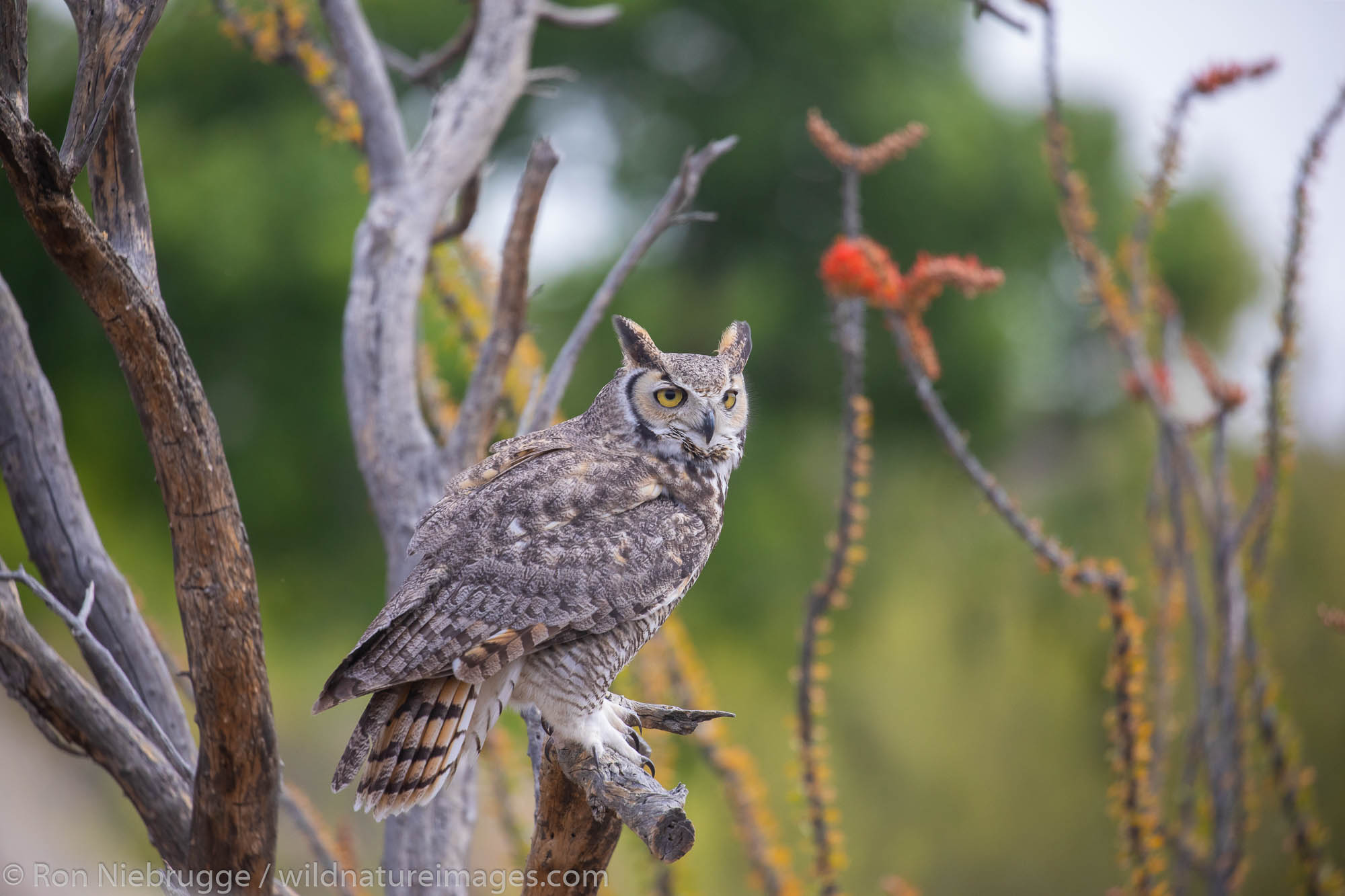 Great horned owl, Arizona-Sonora Desert Museum, Tucson, Arizona.