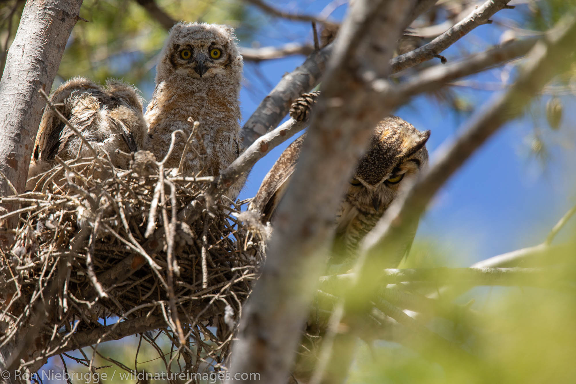 Great horned owl nest, Tucson, Arizona.