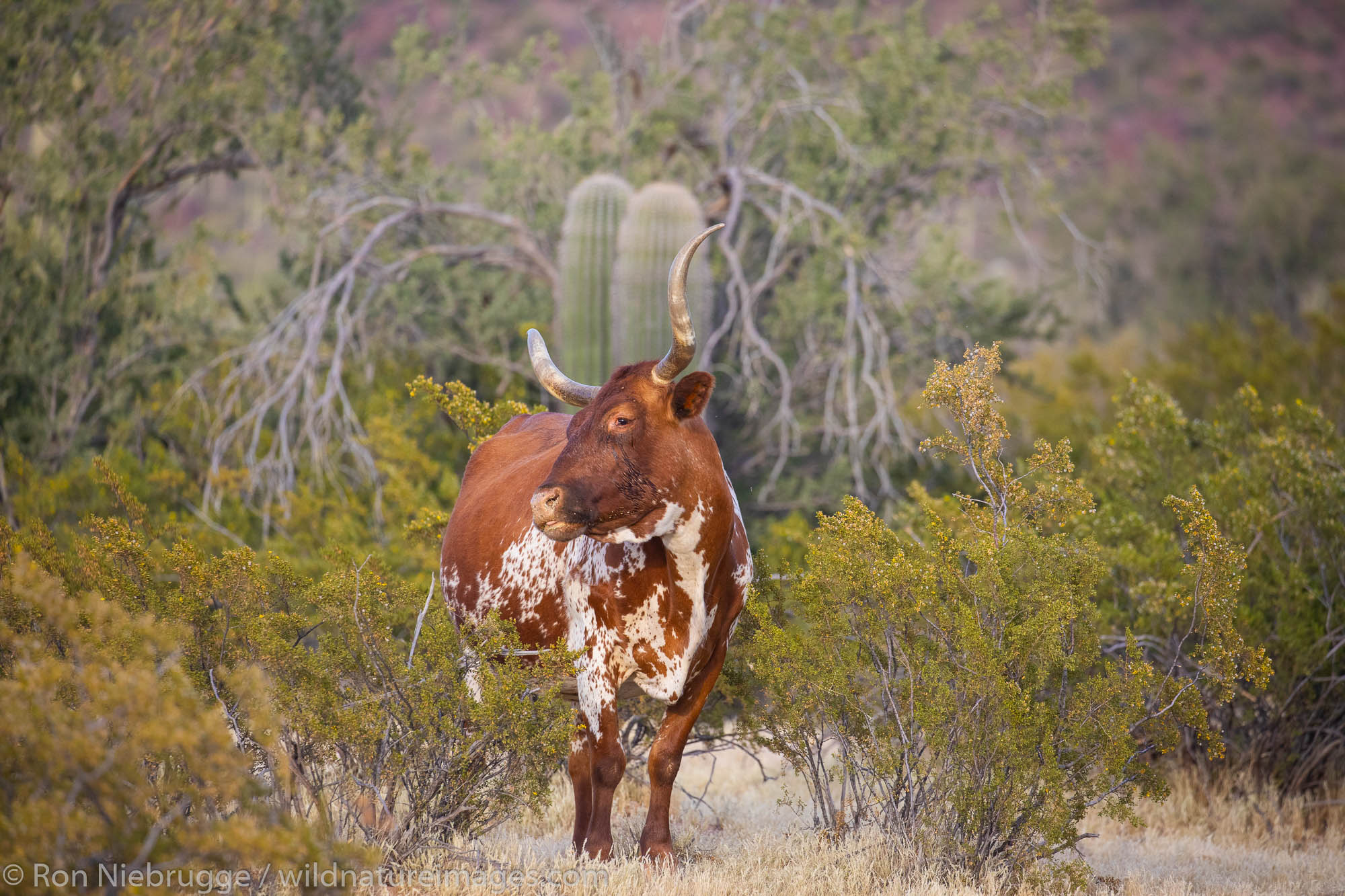 Steer, White Stallion Ranch, Tucson, Arizona.