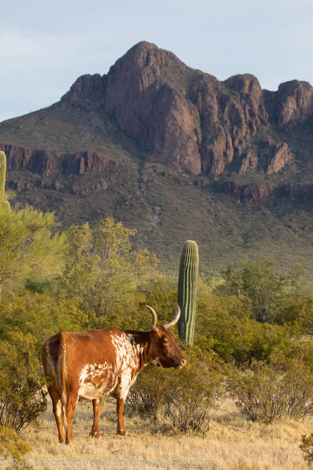Steer, White Stallion Ranch, Tucson, Arizona.