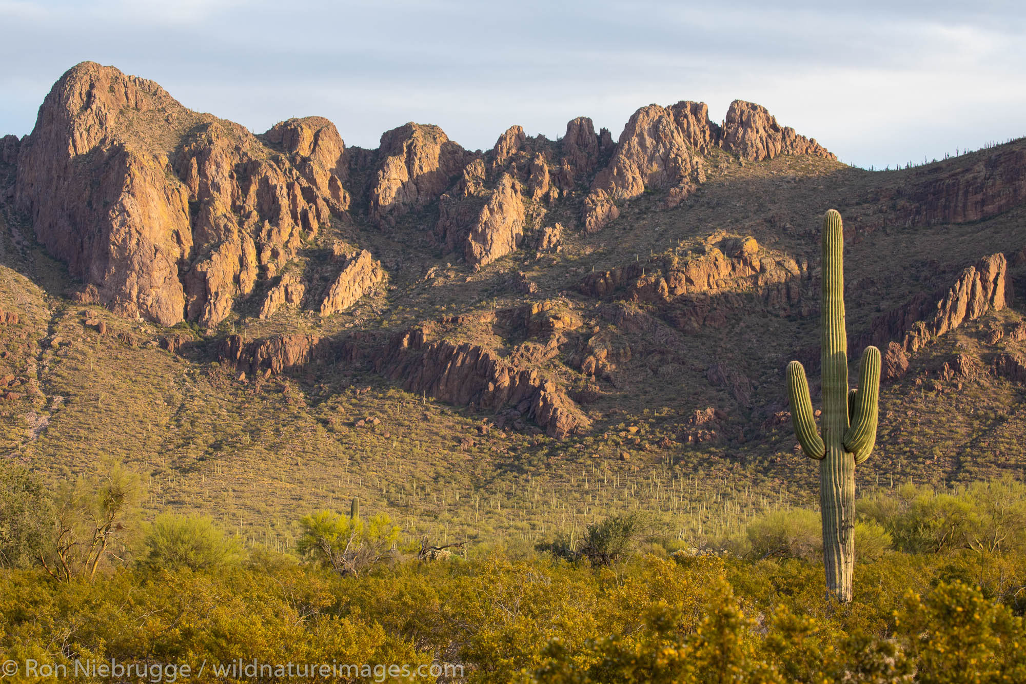 Classic desert landscape, Tucson, Arizona.