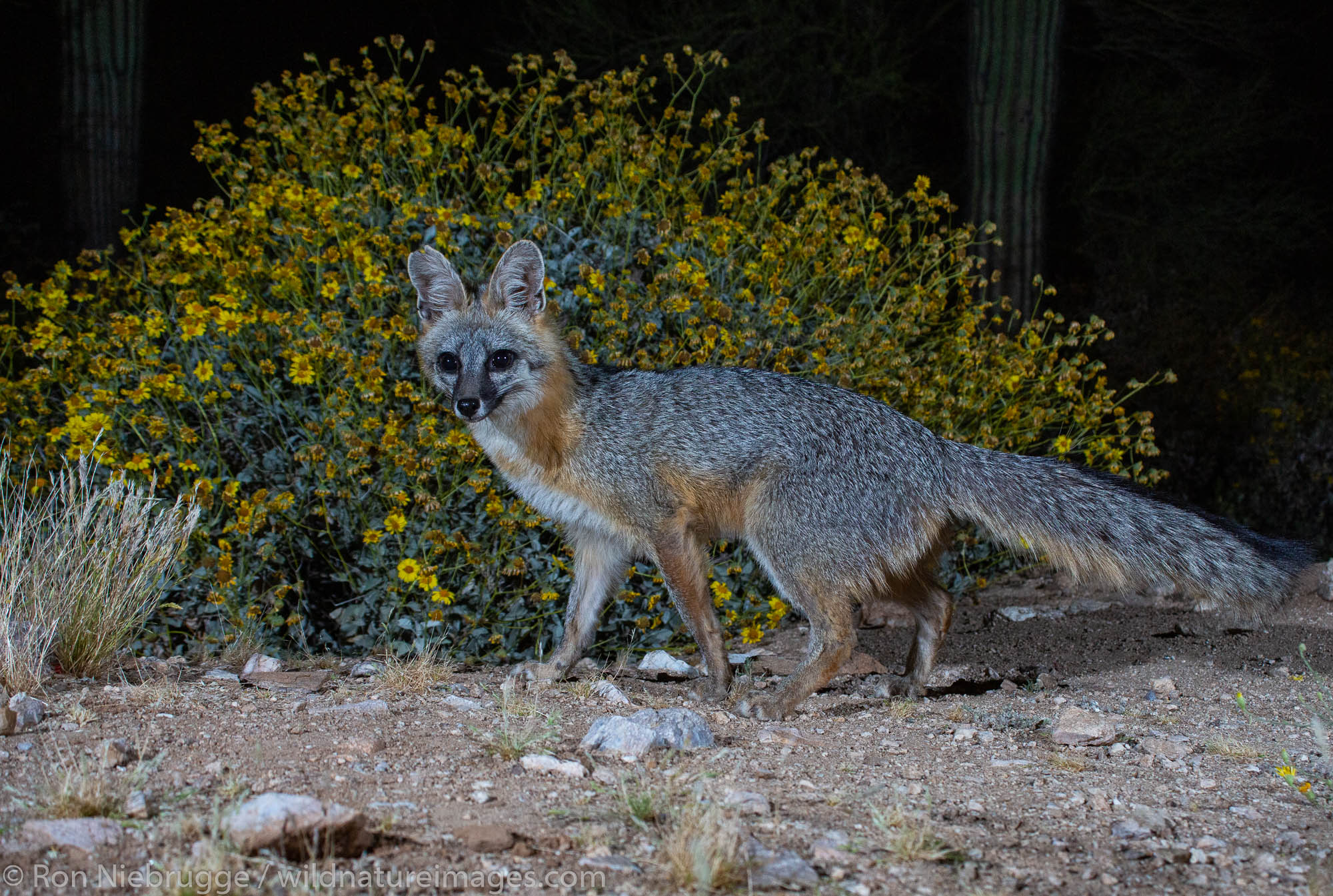 Gray Fox Tucson Arizona Photos By Ron Niebrugge