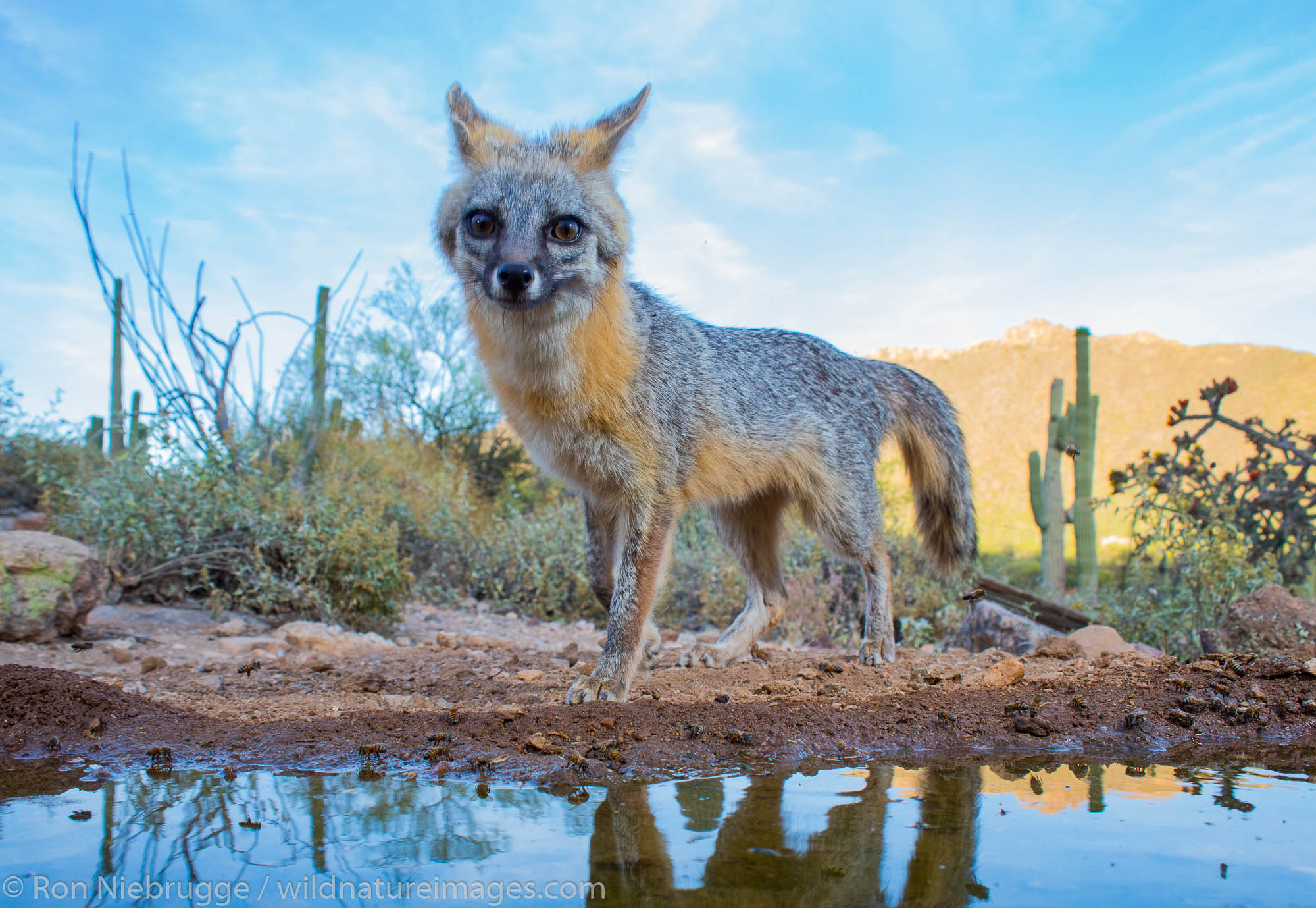 Gray Fox, Tortolita Mountains, Marana, near Tucson, Arizona.