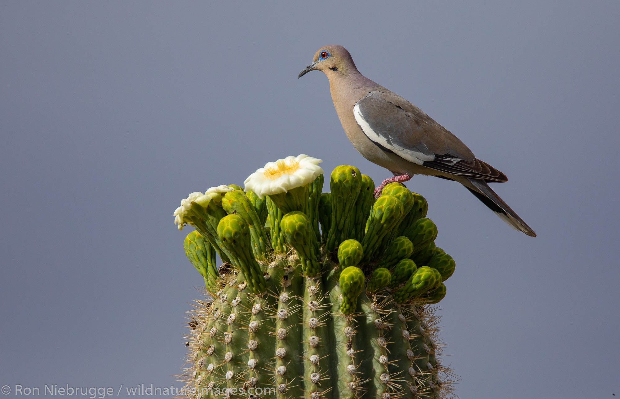 White-winged dove, Tortolita Mountains, Marana, near Tucson, Arizona.