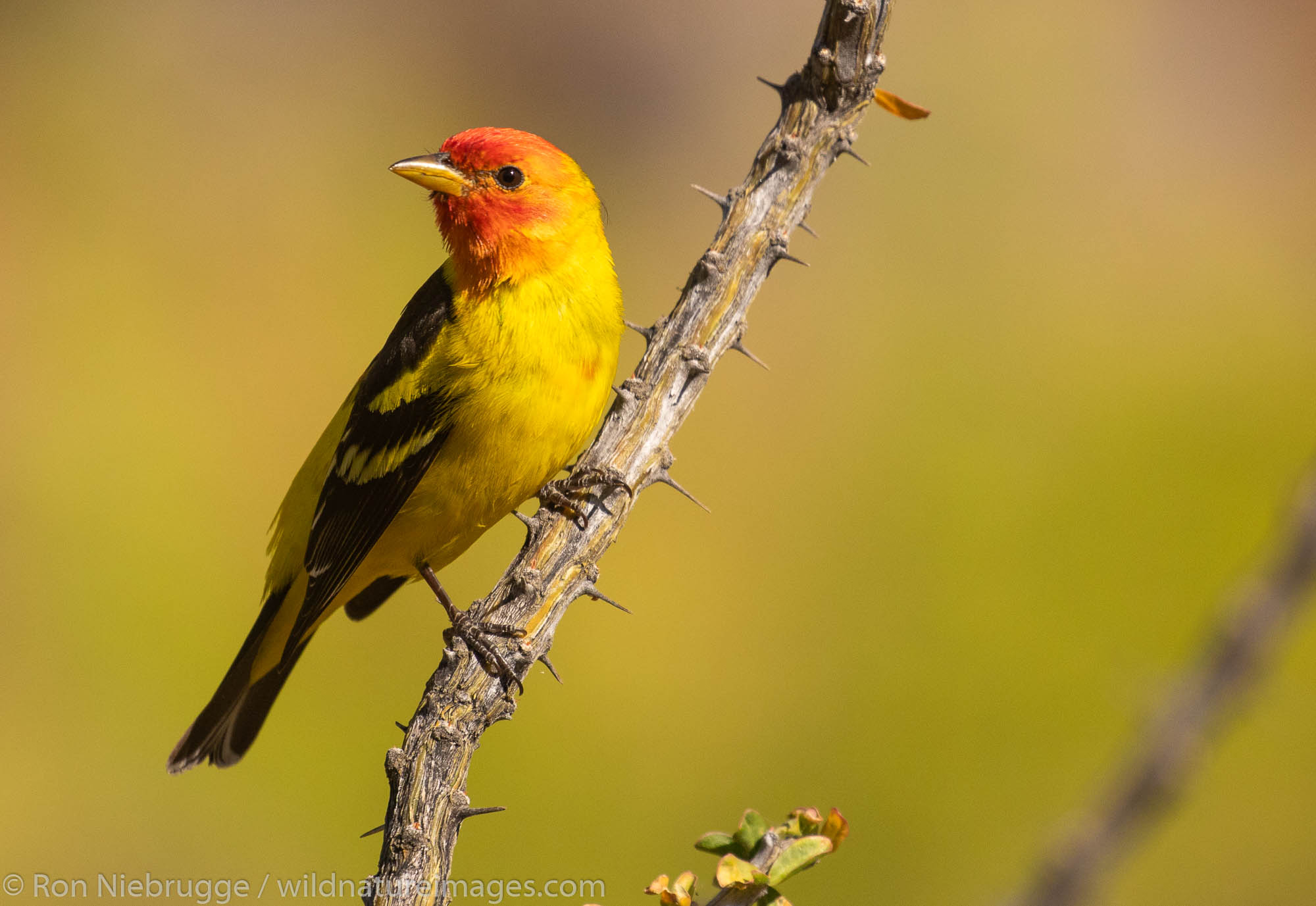 Western Tanager, Tortolita Mountains, Marana, near Tucson, Arizona.