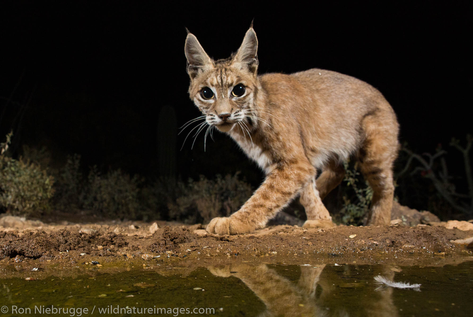 Bobcat, Tortolita Mountains, Marana, near Tucson, Arizona.