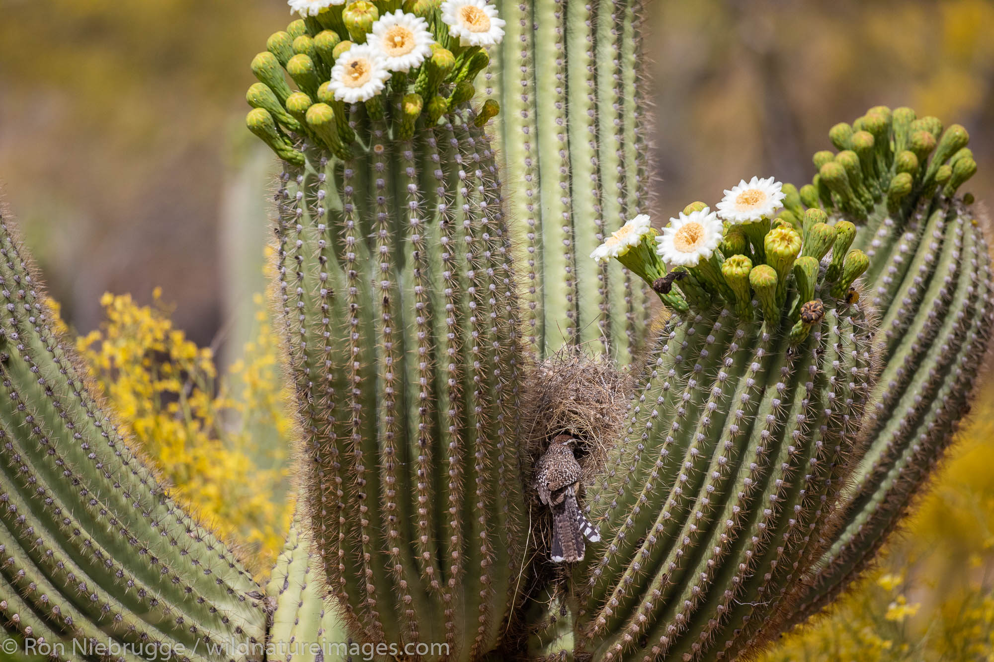 Nesting Cactus Wren, Tortolita Mountains, Marana, near Tucson, Arizona.