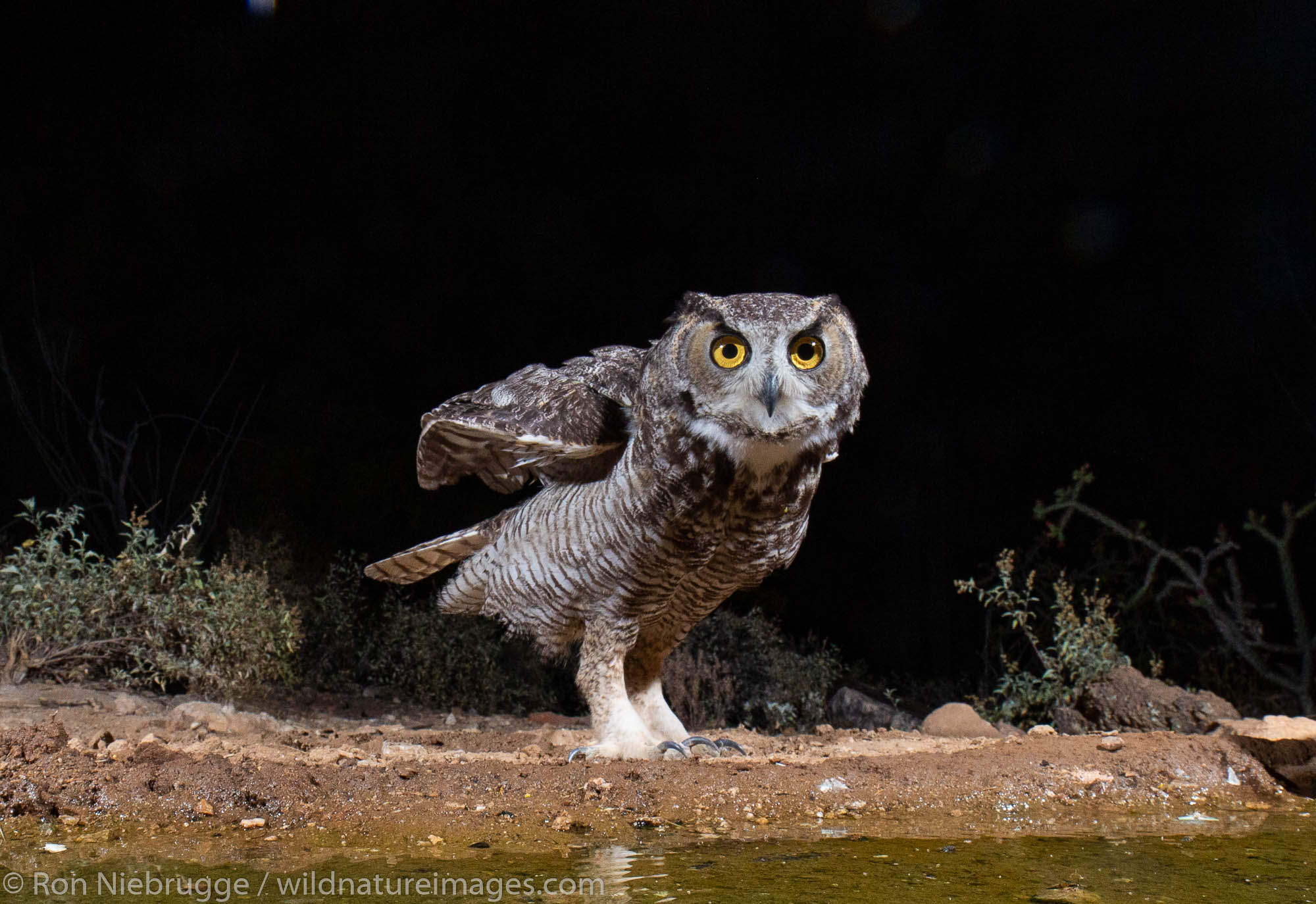 Great horned owl, Tortolita Mountains, Marana, near Tucson, Arizona.