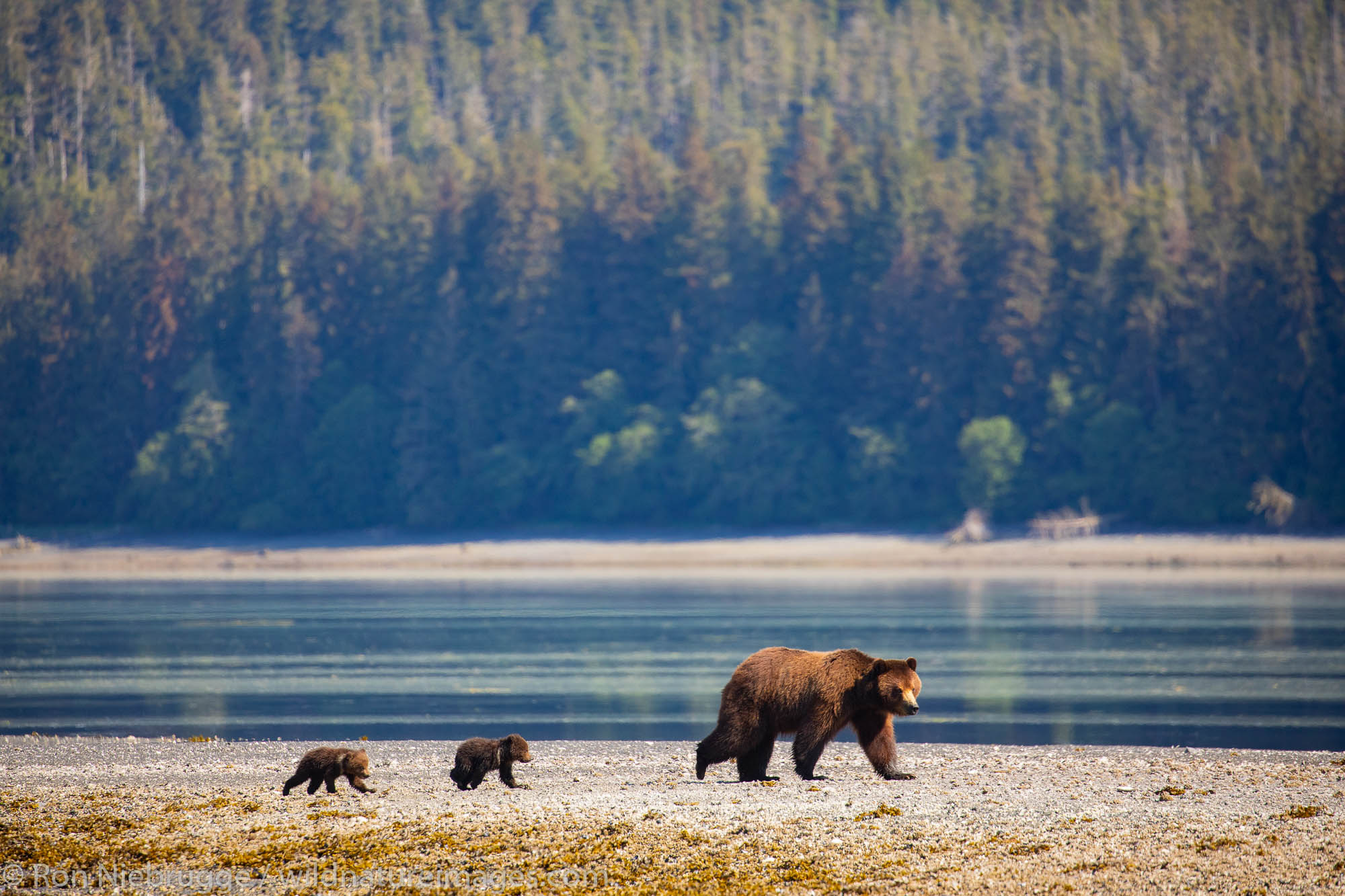 Brown bear familiy at Stan Price Wildlife Sanctuary, Pack Creek, Tongass National Forest, Alaska.