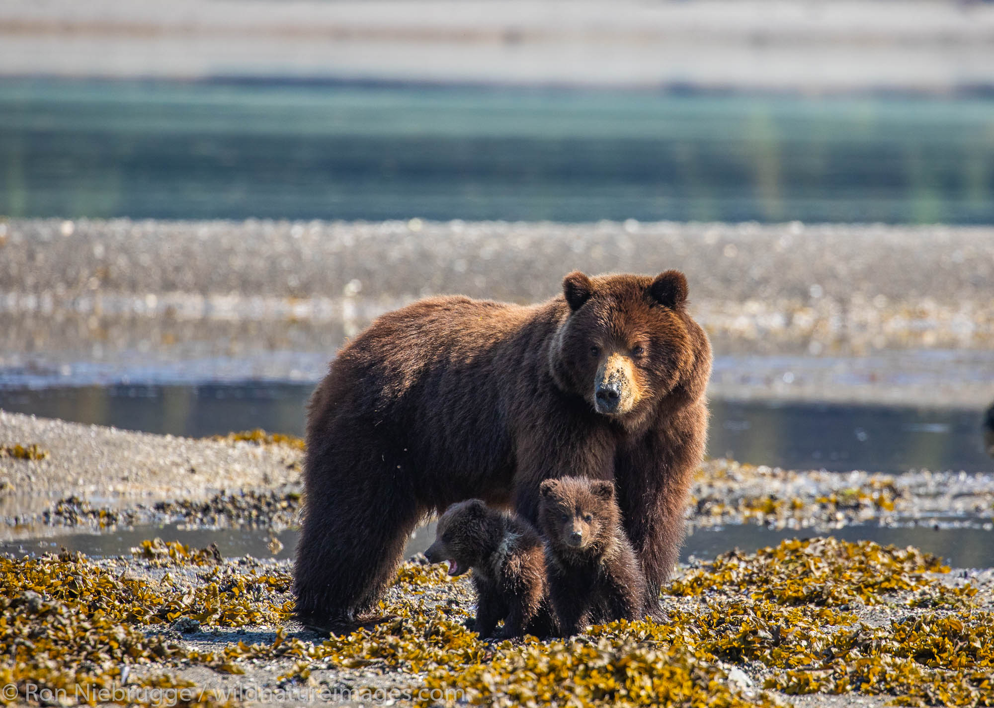 Brown bear familiy at Stan Price Wildlife Sanctuary, Pack Creek, Tongass National Forest, Alaska.