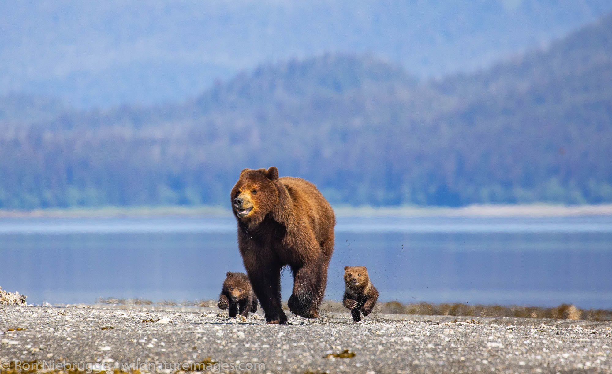 Brown bear familiy at Stan Price Wildlife Sanctuary, Pack Creek, Tongass National Forest, Alaska.