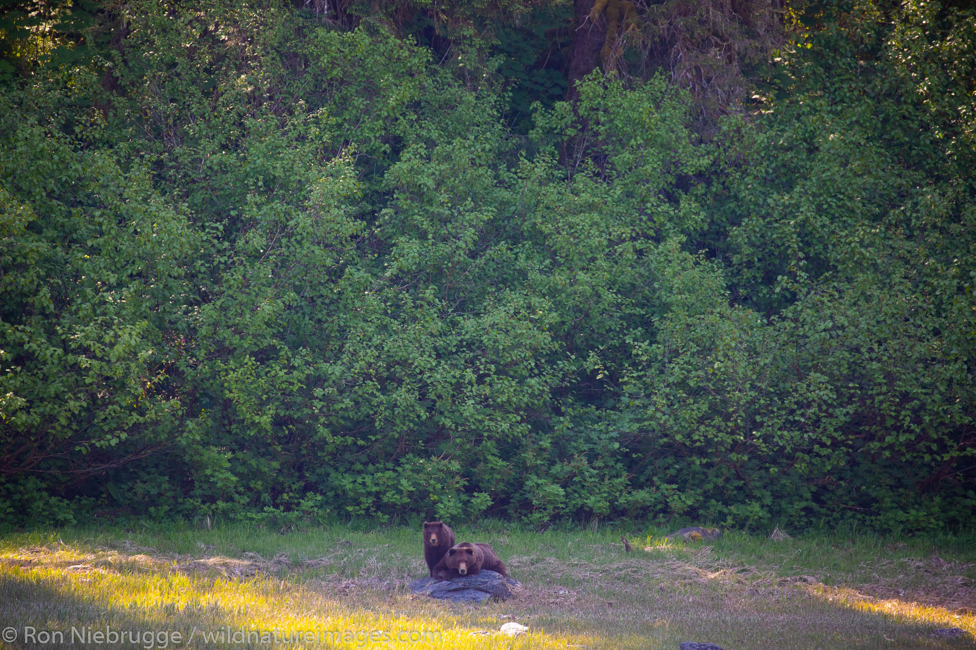 Brown bear, Windfall Harbor, Admiralty Island, Tongass National Forest, Alaska.