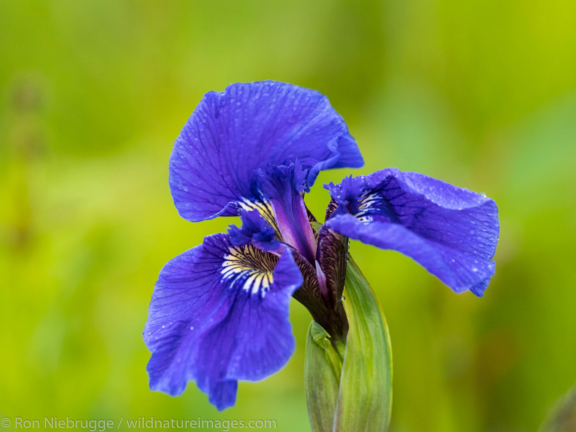 Wild iris, Seward, Alaska.