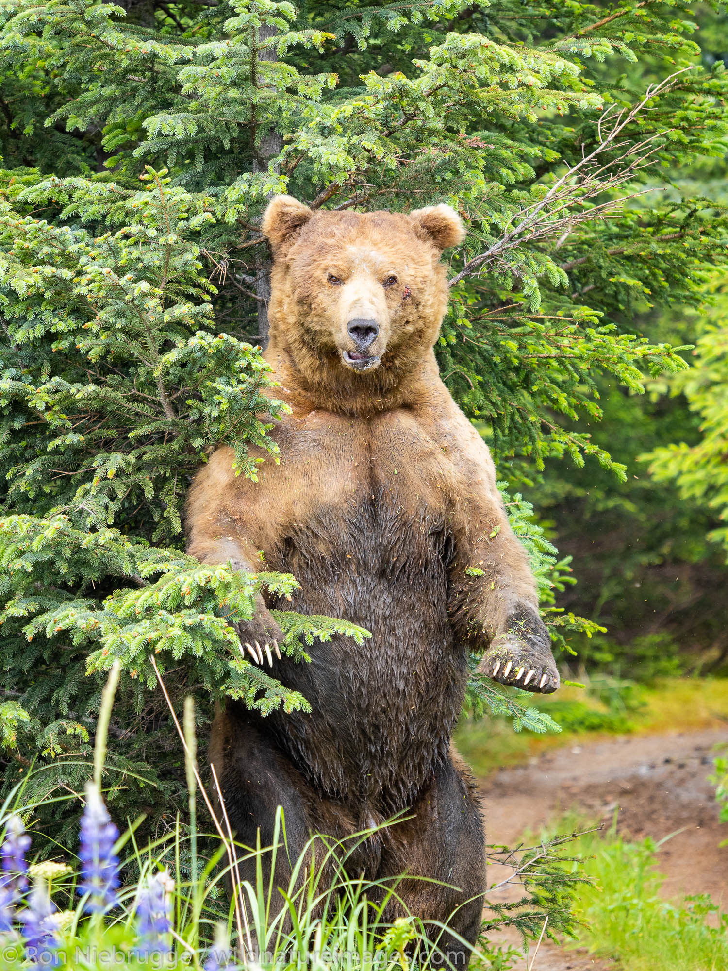 Huge male Brown / Grizzly Bear, Lake Clark National Park, Alaska.