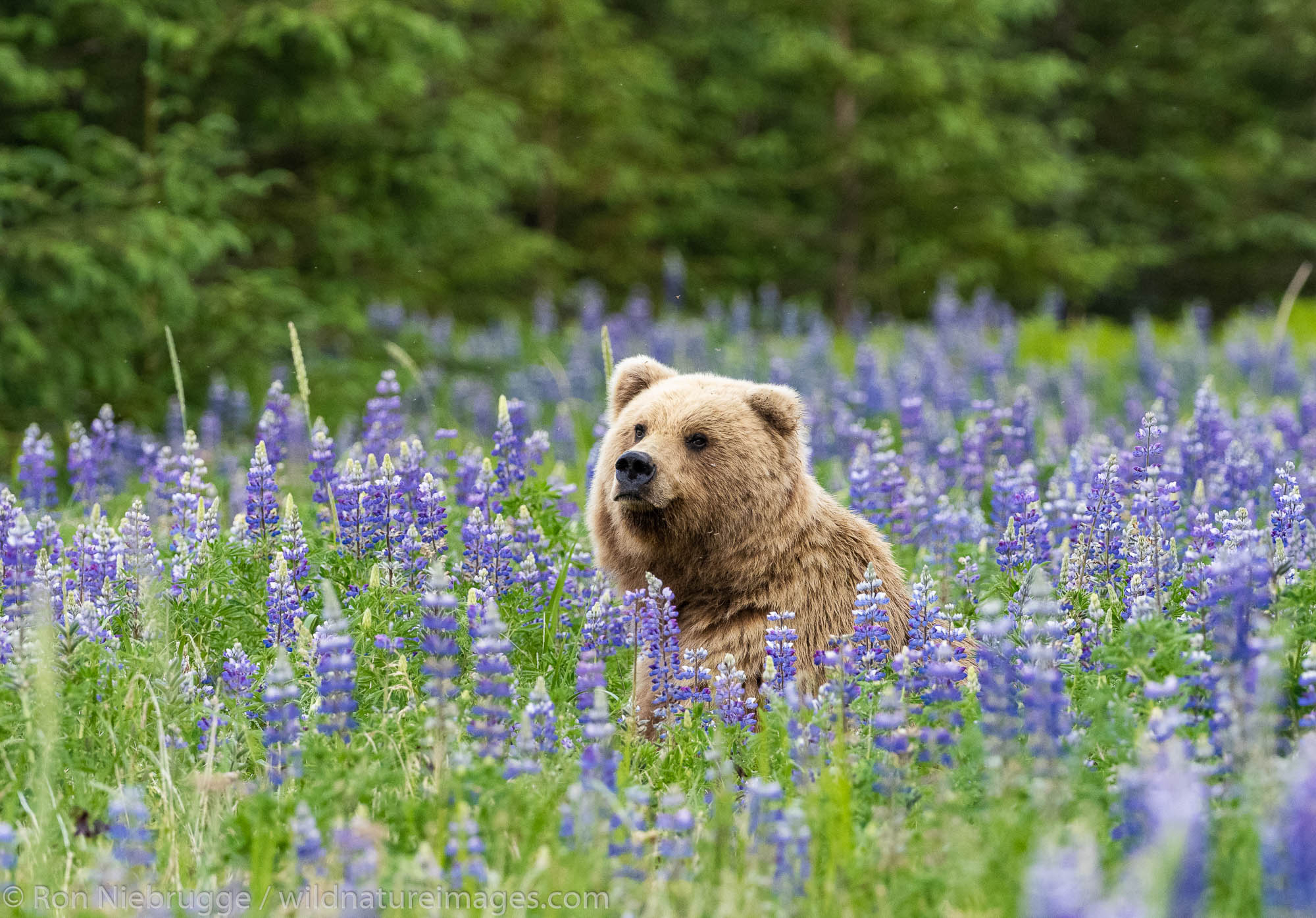 Brown Bear in a field of lupine, Lake Clark National Park, Alaska.