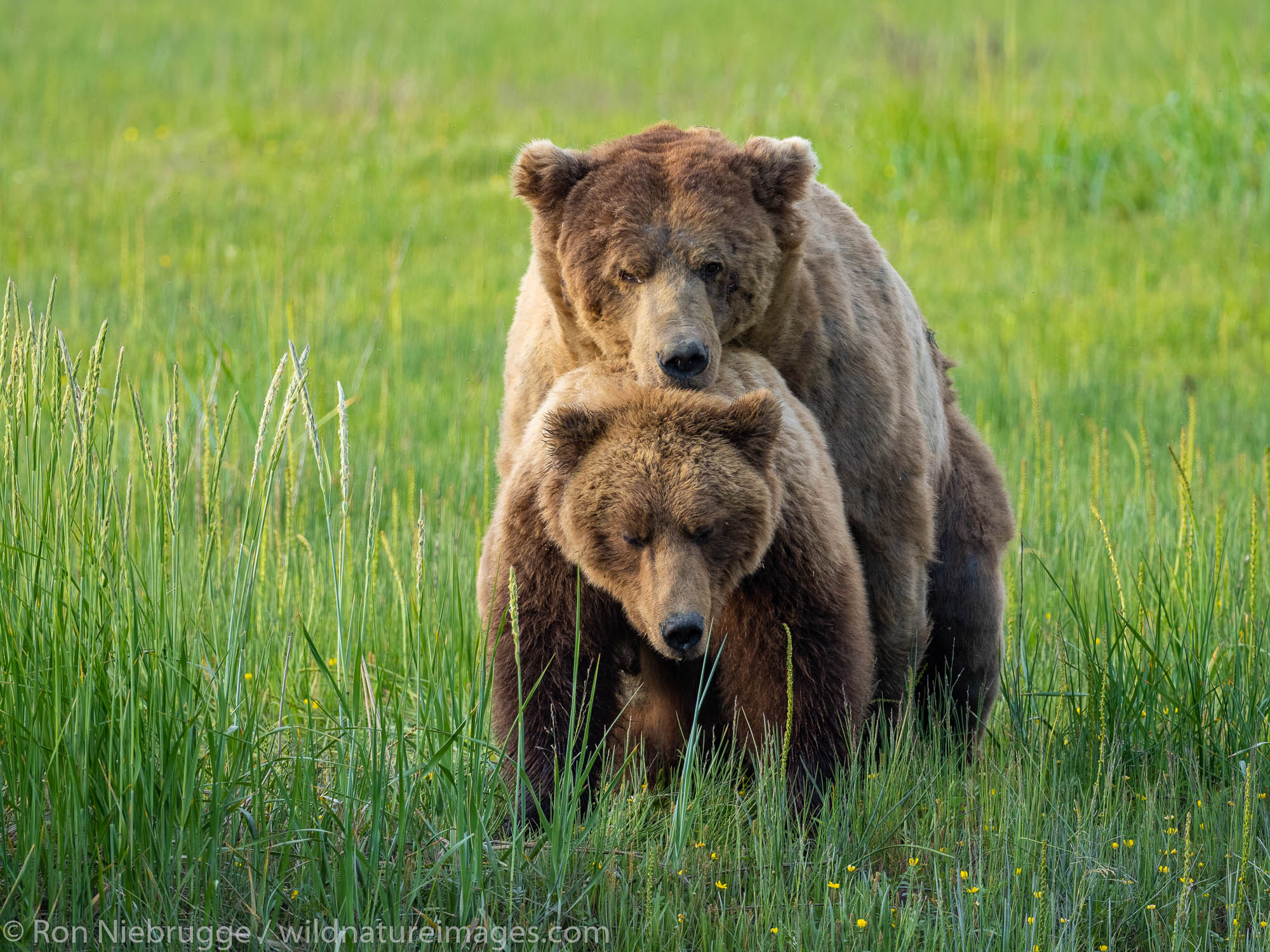Brown / Grizzly Bear, Lake Clark National Park, Alaska.