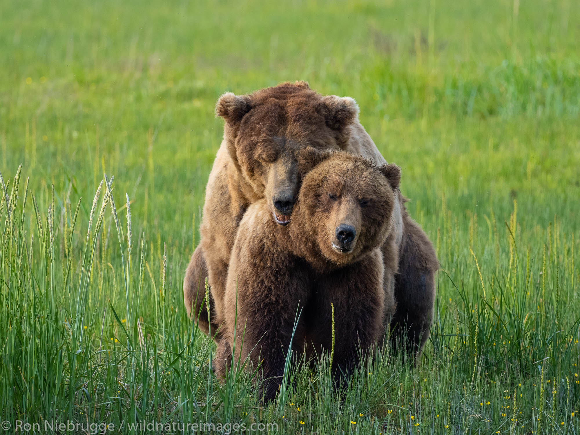 Brown / Grizzly Bear, Lake Clark National Park, Alaska.