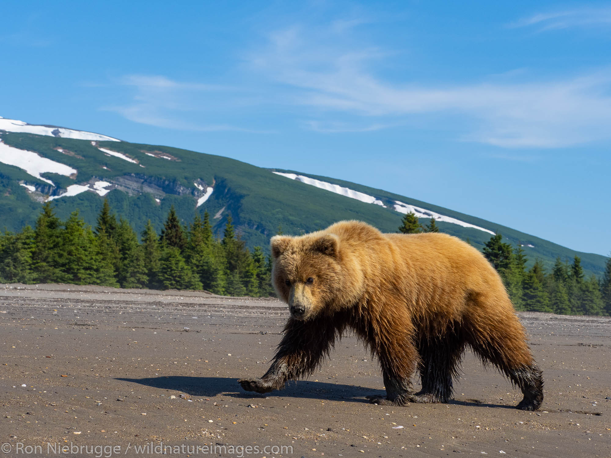 Brown / Grizzly Bear, Lake Clark National Park, Alaska.