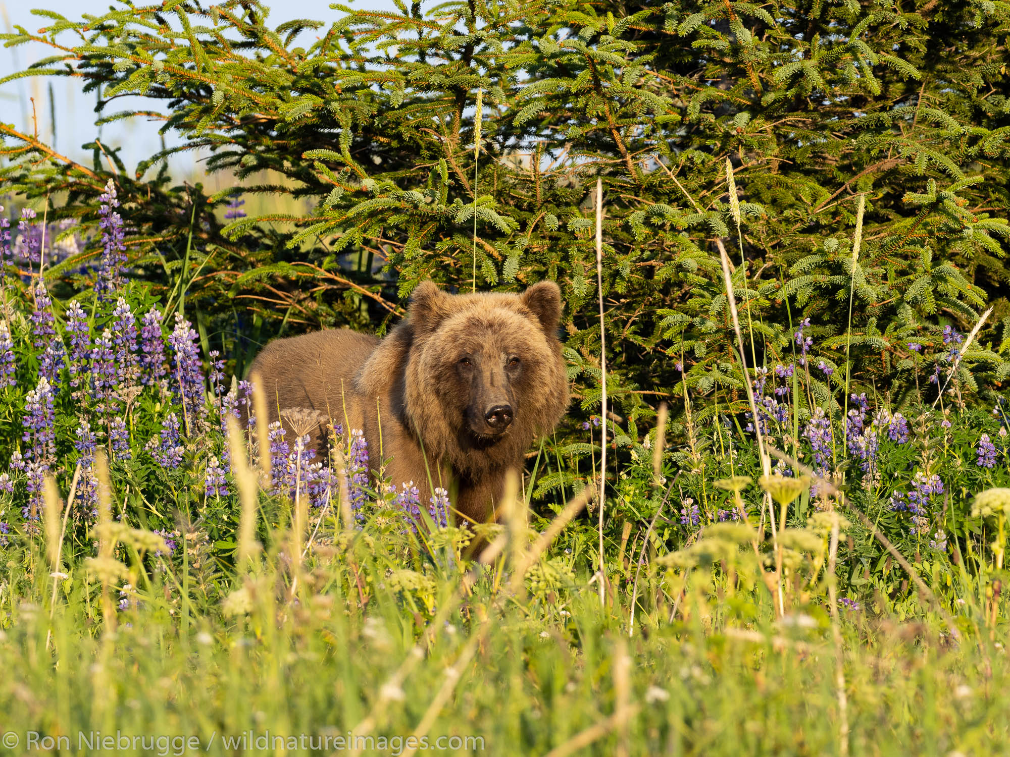 Brown / Grizzly Bear, Lake Clark National Park, Alaska.