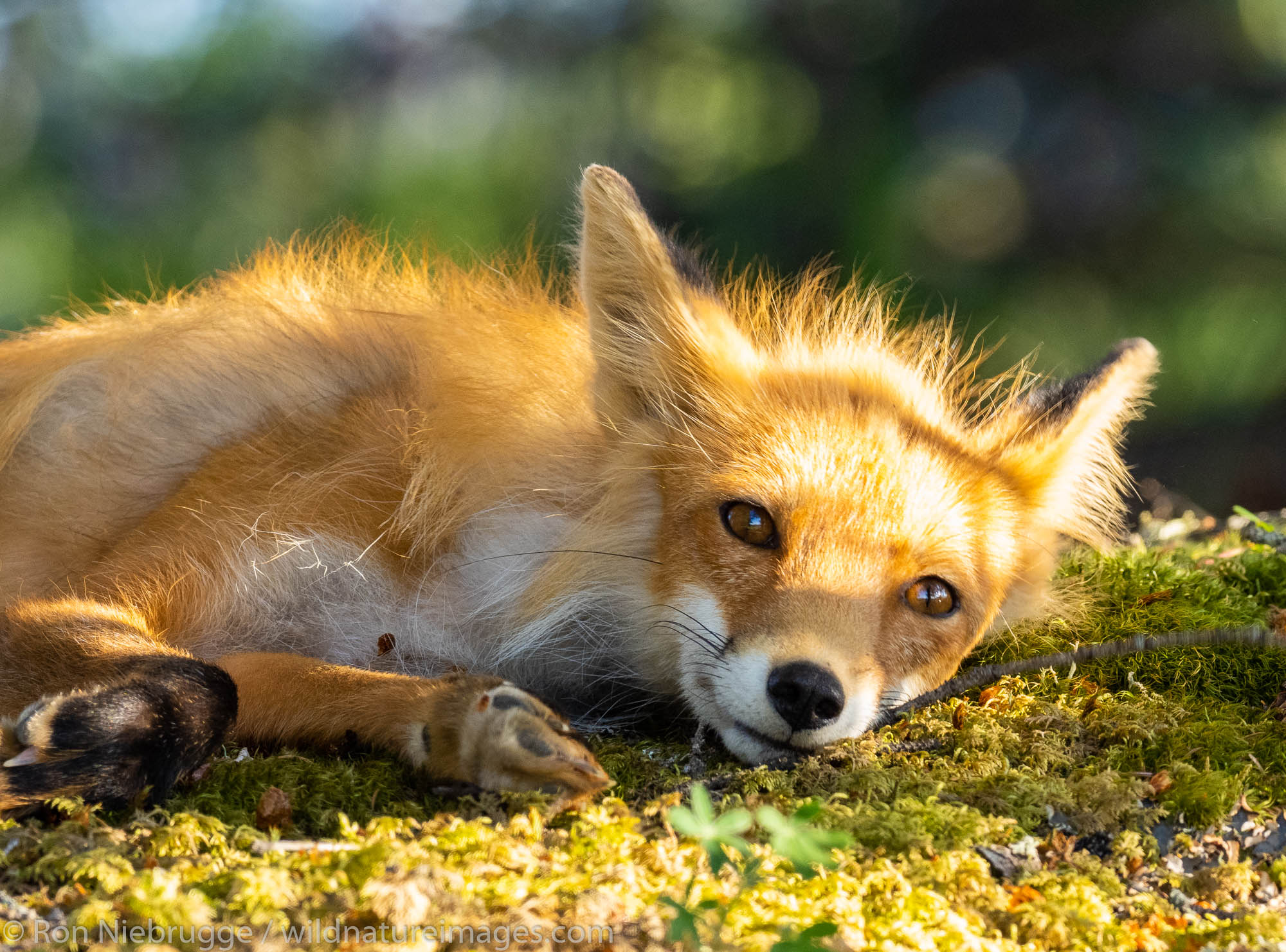 Red Fox, Lake Clark National Park, Alaska.