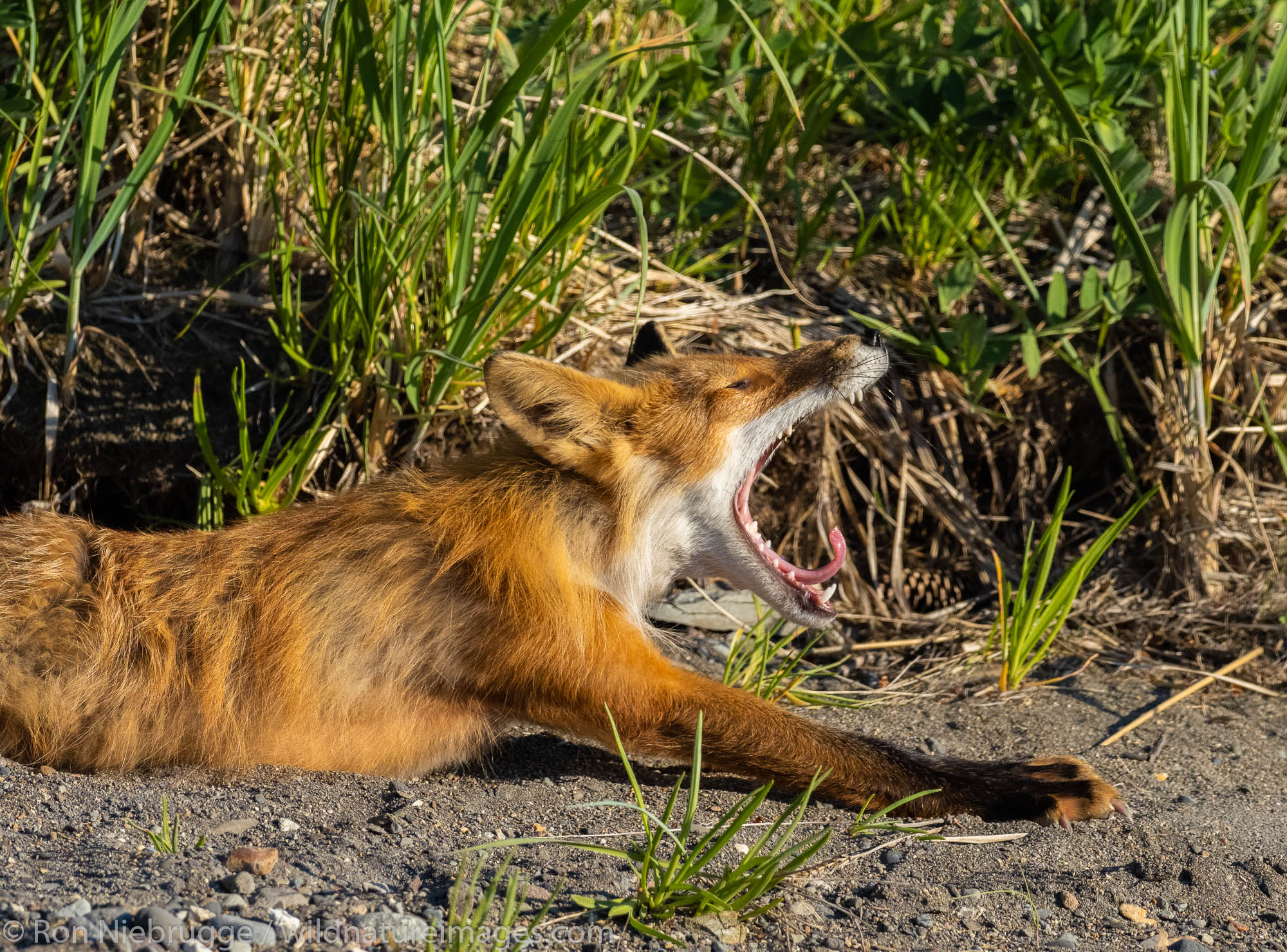 Red Fox, Lake Clark National Park, Alaska.